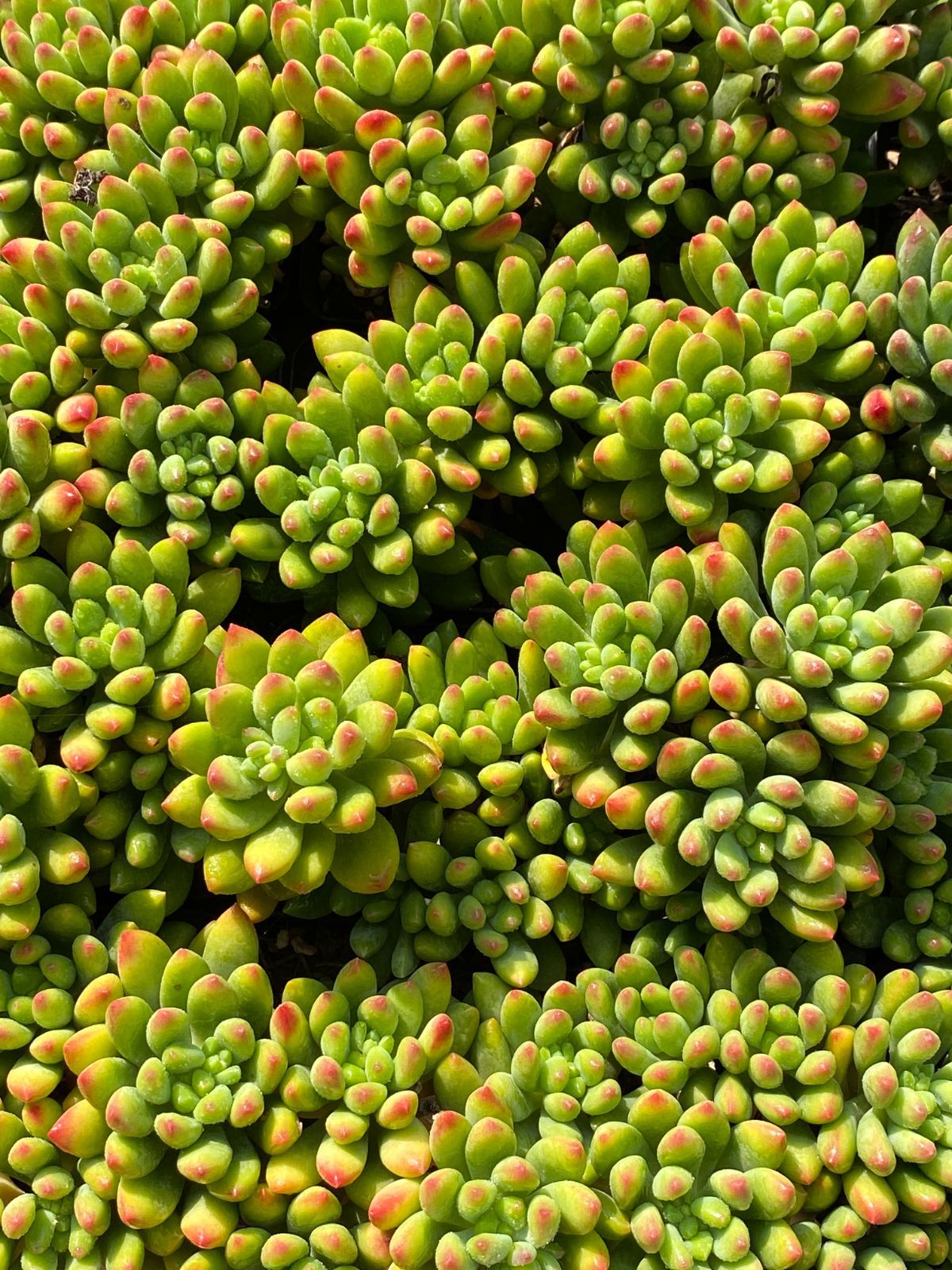 50株 シュンホウ 多肉植物 エケベリア セダム アエオニウム グラプトペタルム 韓国苗 寄せ植え ZZ 122