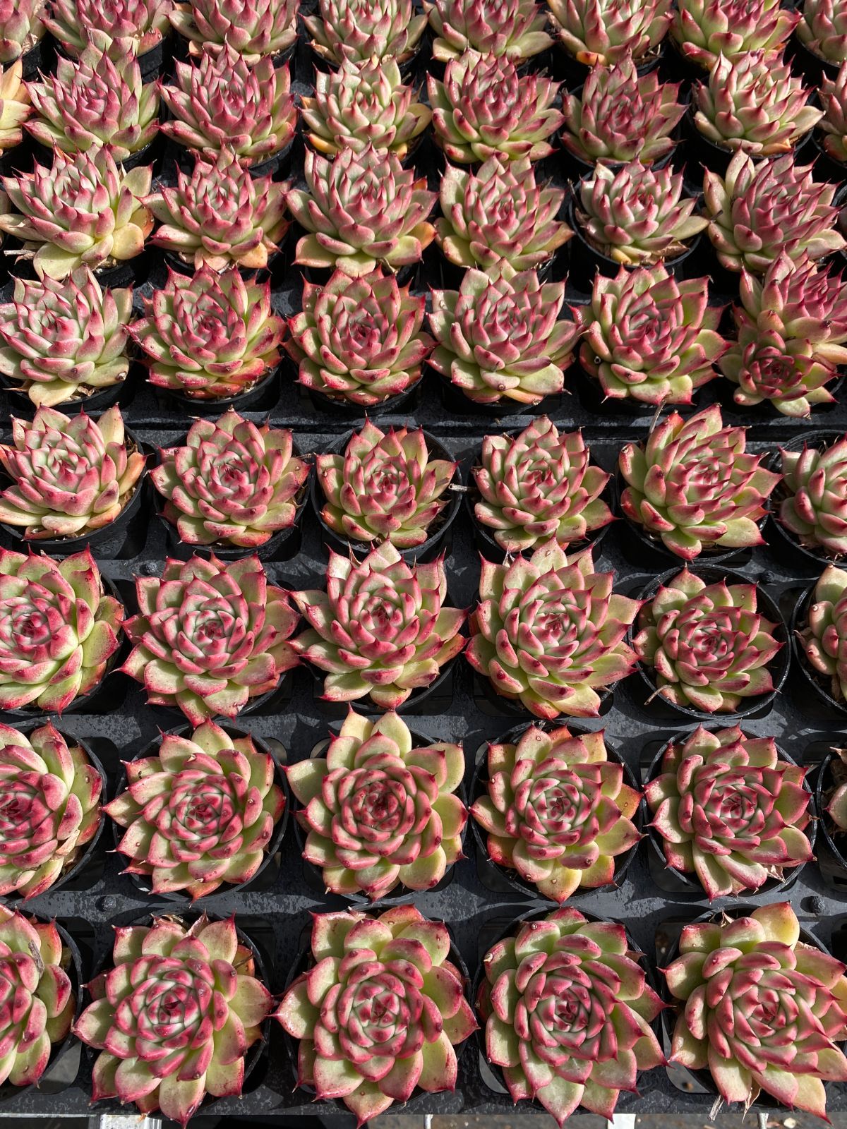 50株 トスカ 多肉植物 エケベリア セダム アエオニウム グラプトペタルム 韓国苗 寄せ植え ZZ 12