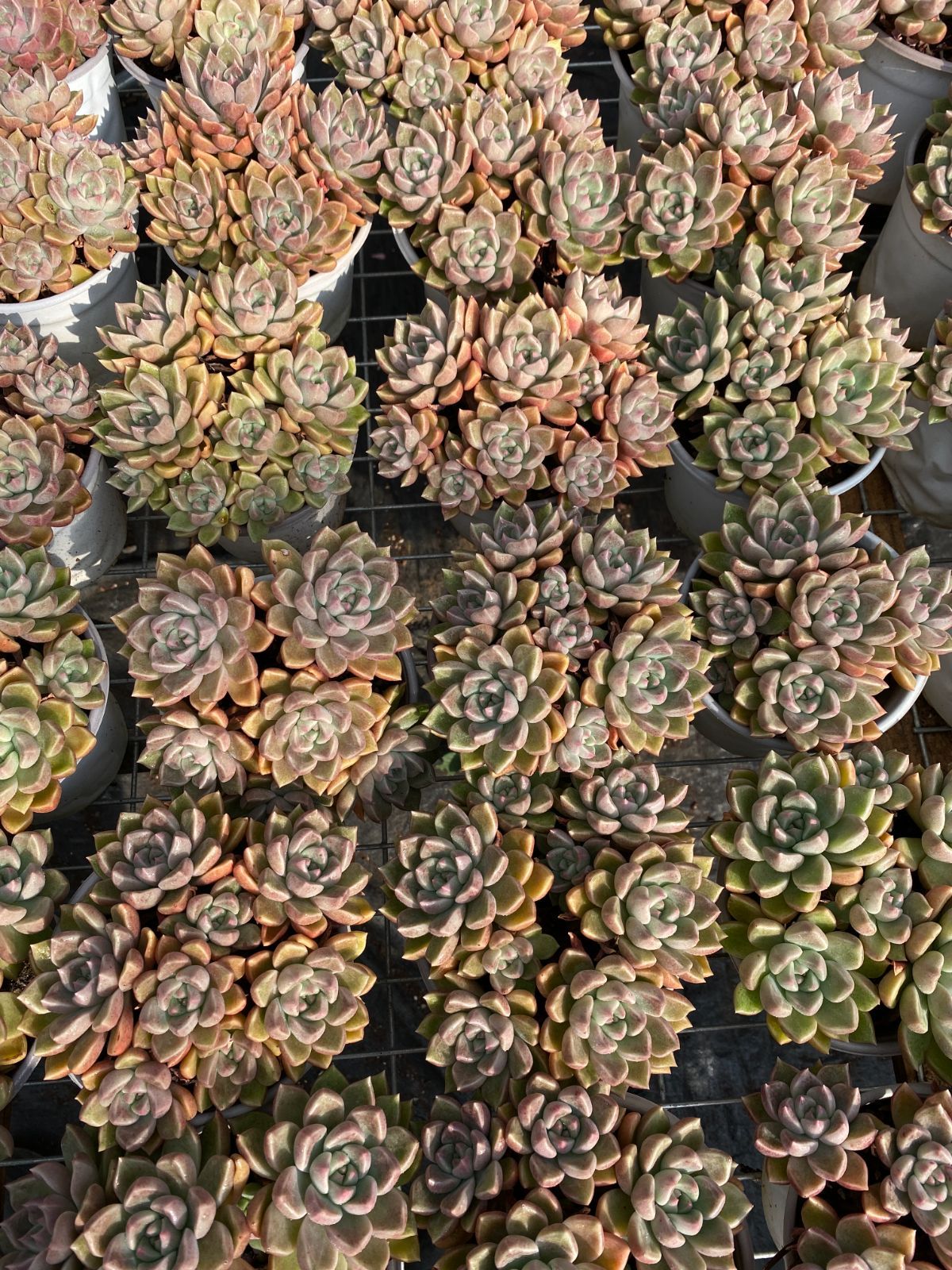 18株 キュウサイ 多肉植物 エケベリア セダム アエオニウム グラプトペタルム 韓国苗 寄せ植え ZZ 119