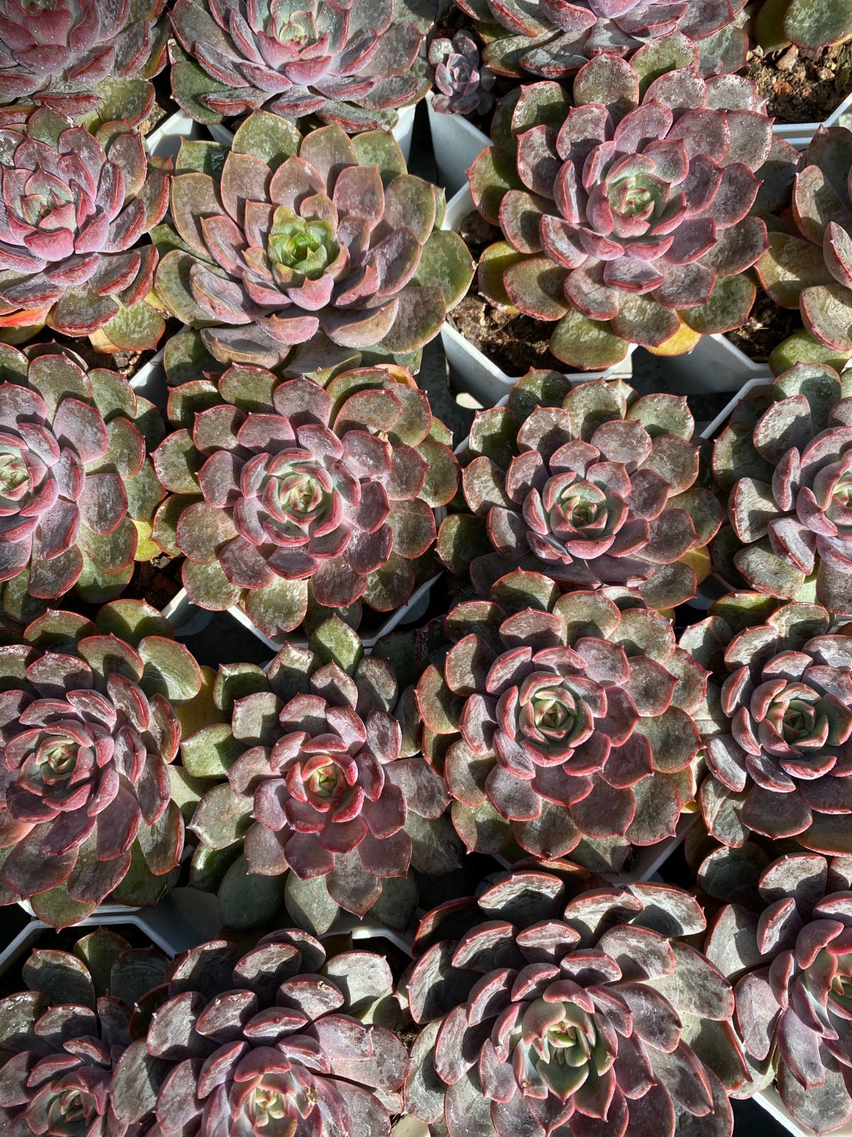50株 レッドローズ 多肉植物 エケベリア セダム アエオニウム グラプトペタルム 韓国苗 寄せ植え ZZ 117