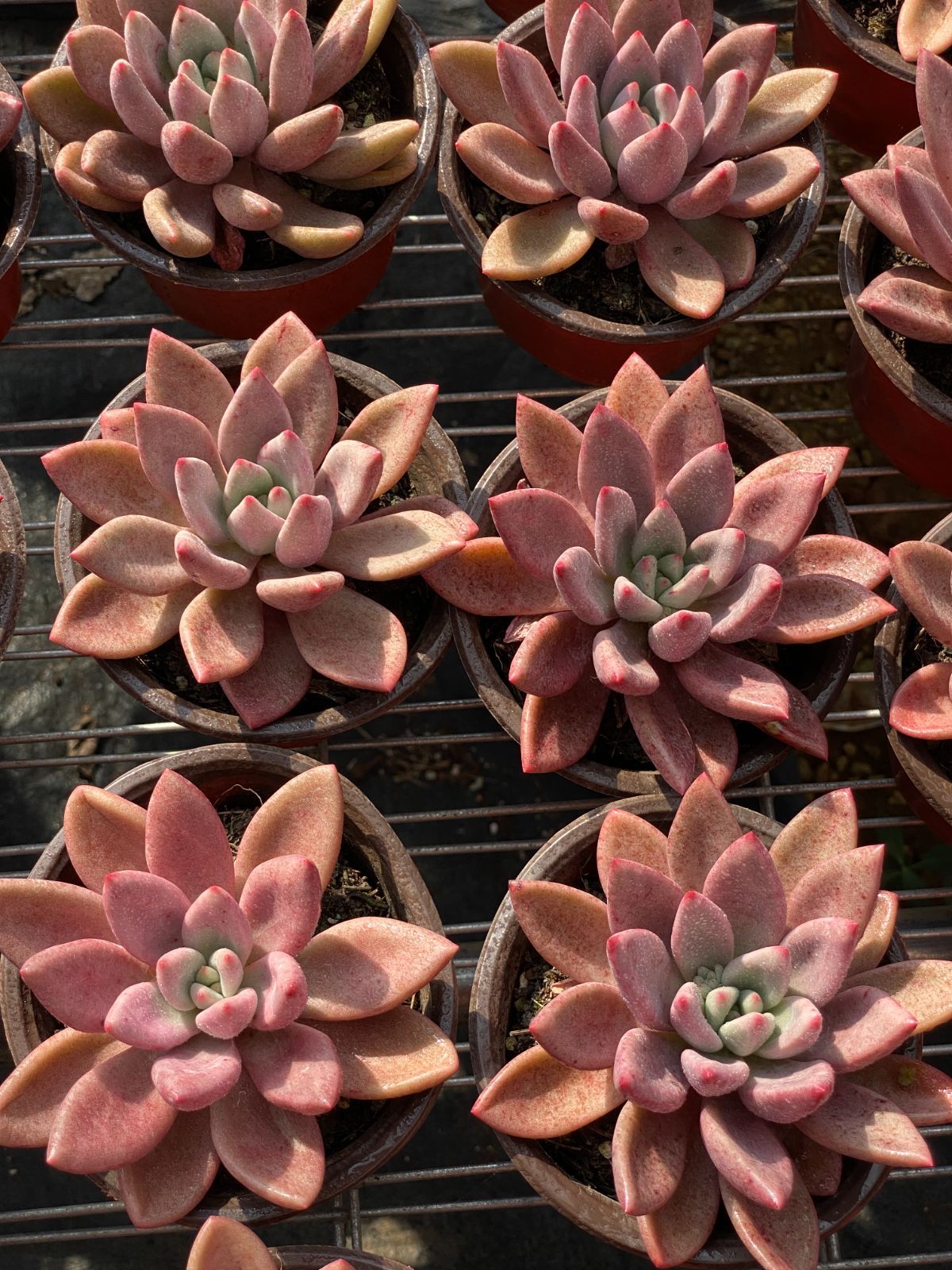 18株×トウカゲン 多肉植物 エケベリア セダム アエオニウム