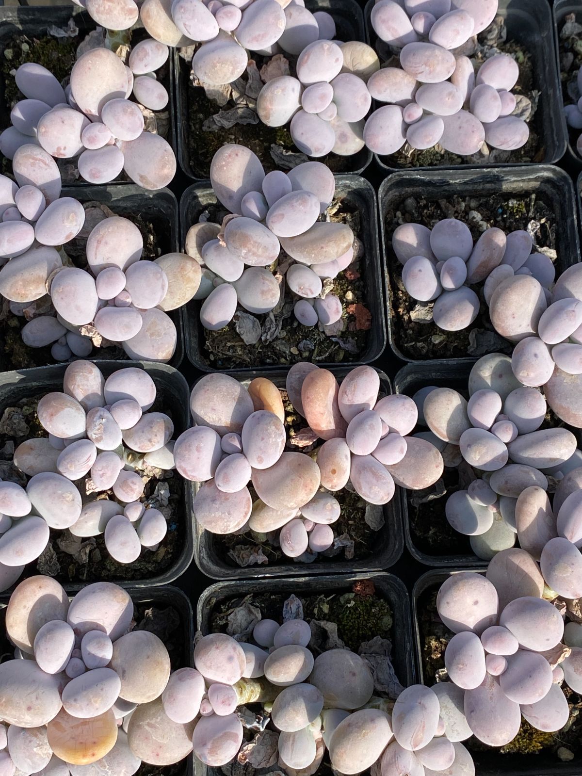 50株×オレンジスノーボール 多肉植物 エケベリア セダム アエオニウム グラプトペタルム 韓国苗 寄せ植え ZZ 132