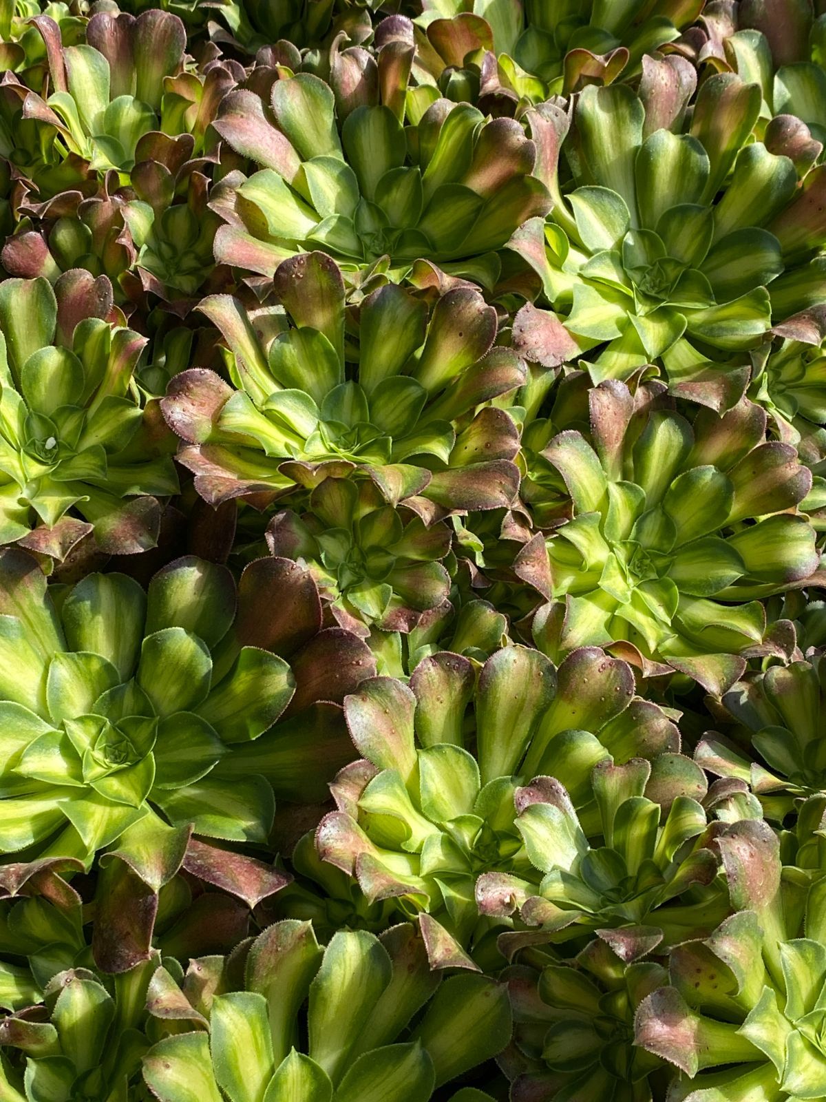 25株×ショウカヨウ 多肉植物 エケベリア セダム アエオニウム グラプトペタルム 韓国苗 寄せ植え ZZ 139