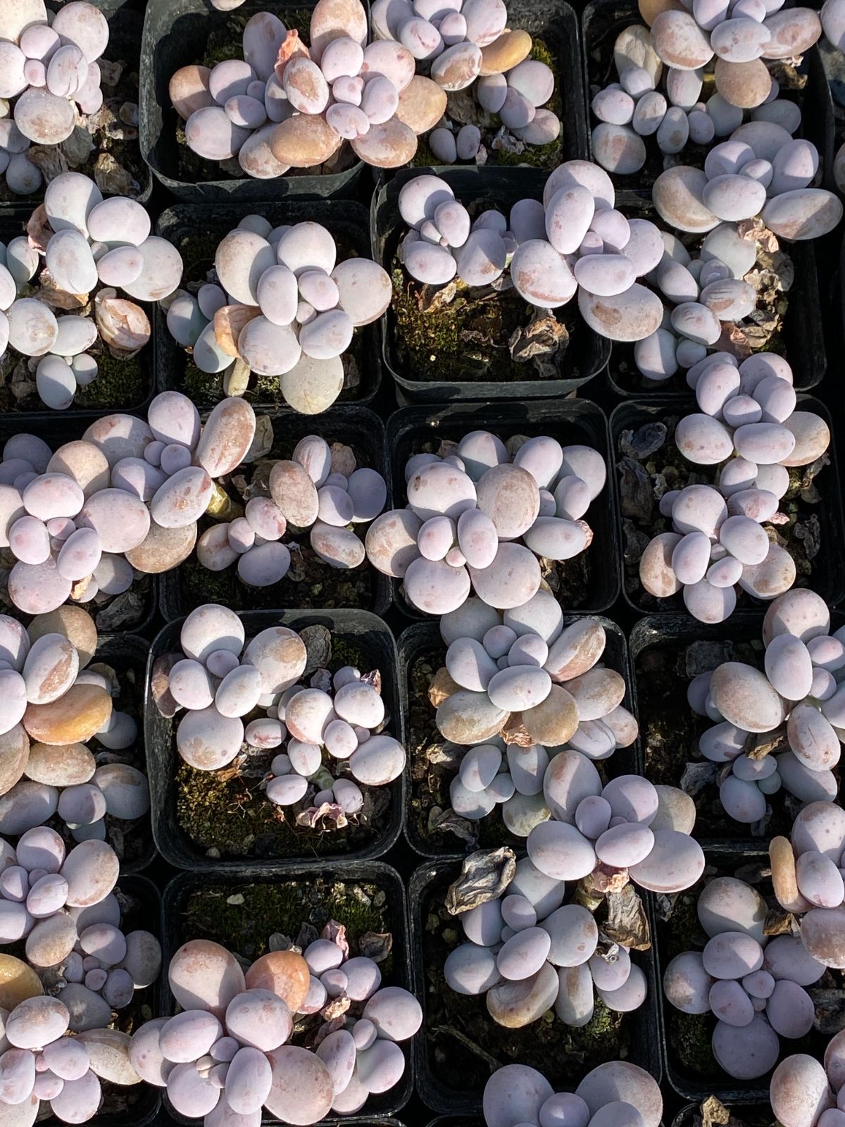 50株×オレンジスノーボール 多肉植物 エケベリア セダム アエオニウム グラプトペタルム 韓国苗 寄せ植え ZZ 132