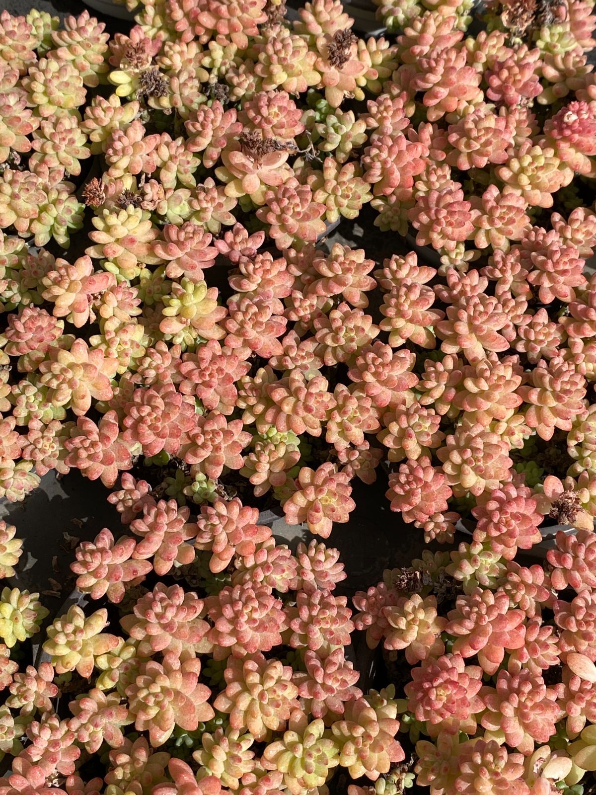 18株×ピンハナダンキン 多肉植物 エケベリア セダム アエオニウム グラプトペタルム 韓国苗 寄せ植え ZZ 14