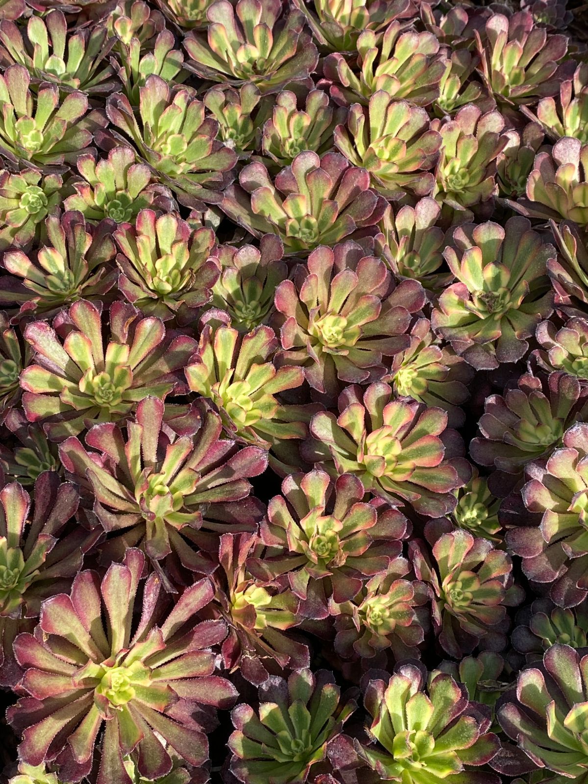 18株×コウガン 多肉植物 エケベリア セダム アエオニウム グラプトペタルム 韓国苗 寄せ植え ZZ 133