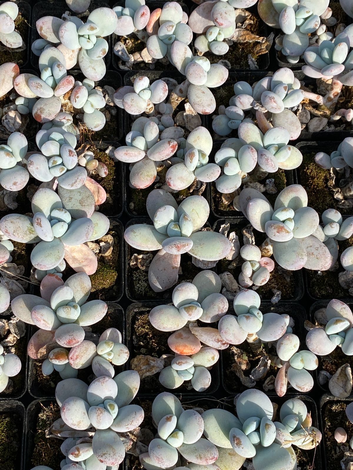 50株×タマゴビジン 多肉植物 エケベリア セダム アエオニウム グラプトペタルム 韓国苗 寄せ植え ZZ 131