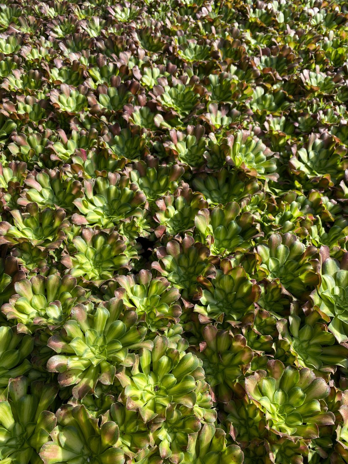 25株×ショウカヨウ 多肉植物 エケベリア セダム アエオニウム グラプトペタルム 韓国苗 寄せ植え ZZ 139