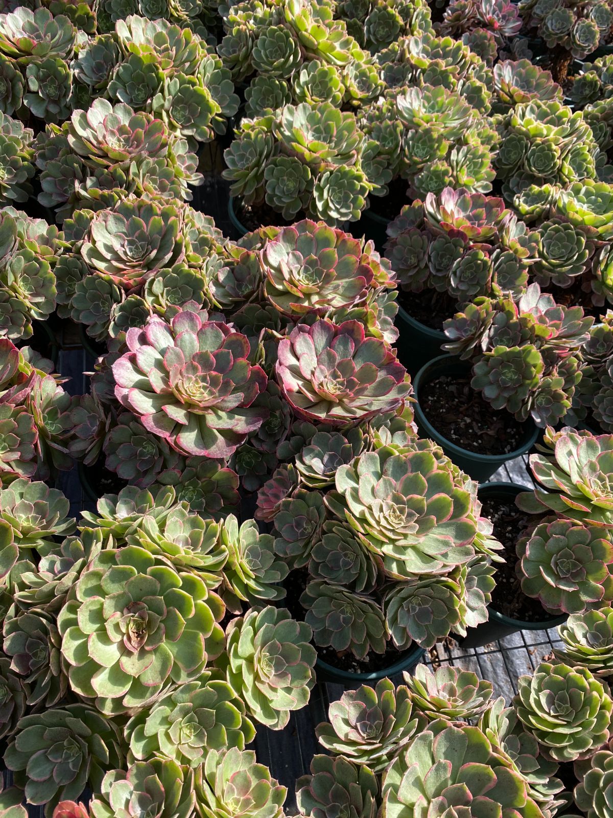 25株 ピンハナヨウ 多肉植物 エケベリア セダム アエオニウム グラプトペタルム 韓国苗 寄せ植え ZZ 135