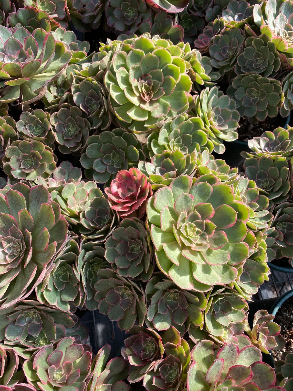 25株×ピンハナヨウ 多肉植物 エケベリア セダム アエオニウム グラプトペタルム 韓国苗 寄せ植え ZZ135