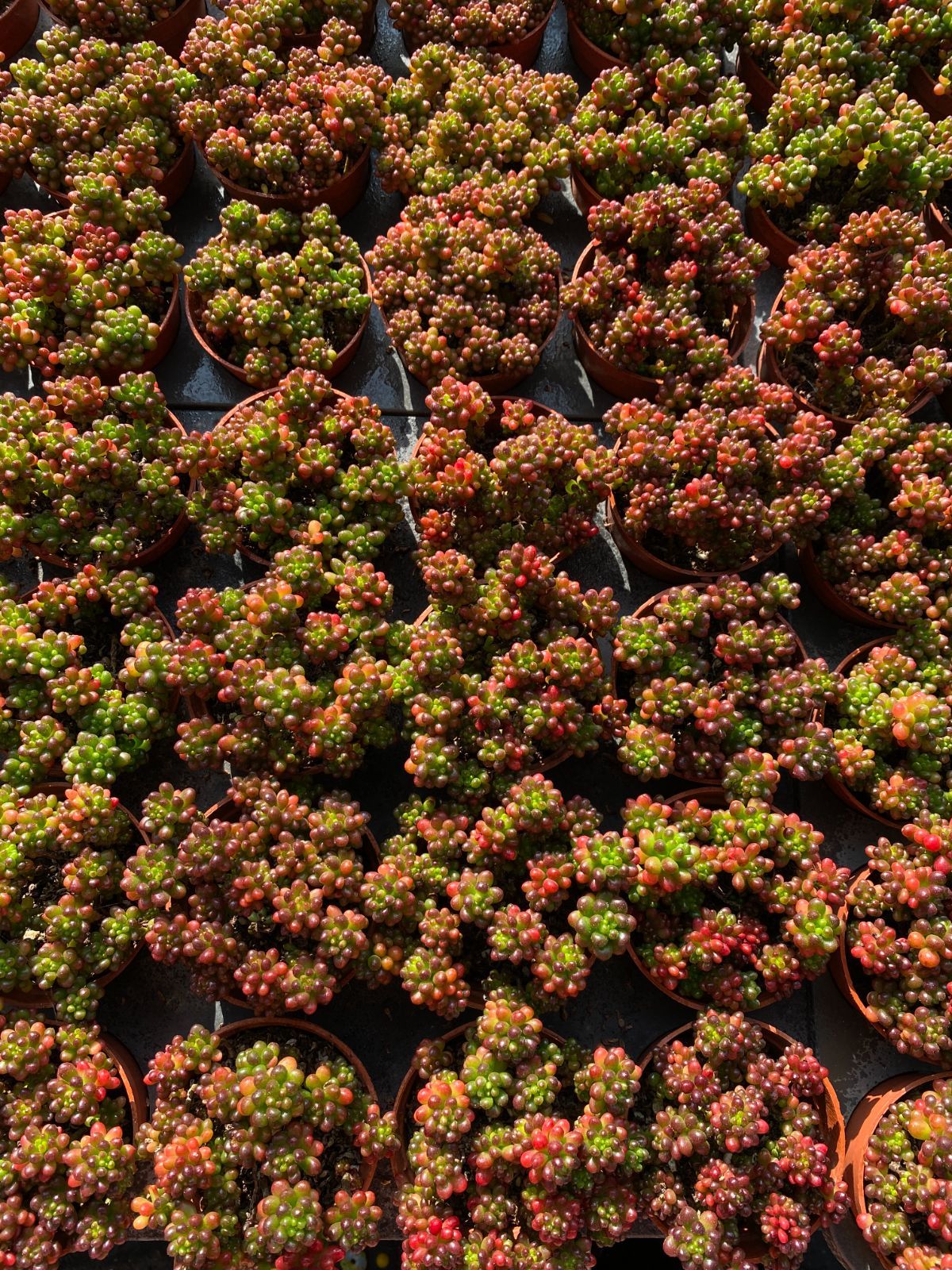 18株×ベリー 多肉植物 エケベリア セダム アエオニウム グラプトペタルム 韓国苗 寄せ植え ZZ 141