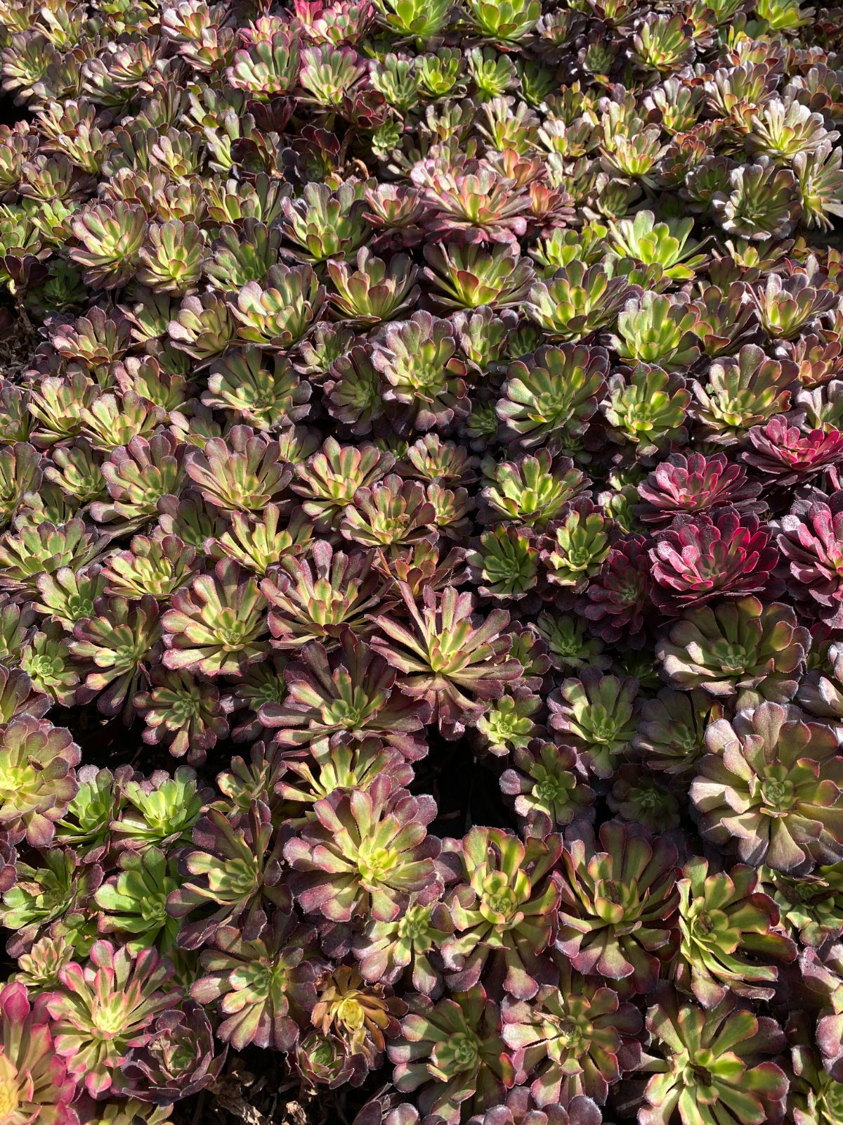 18株×コウガン 多肉植物 エケベリア セダム アエオニウム グラプトペタルム 韓国苗 寄せ植え ZZ 133