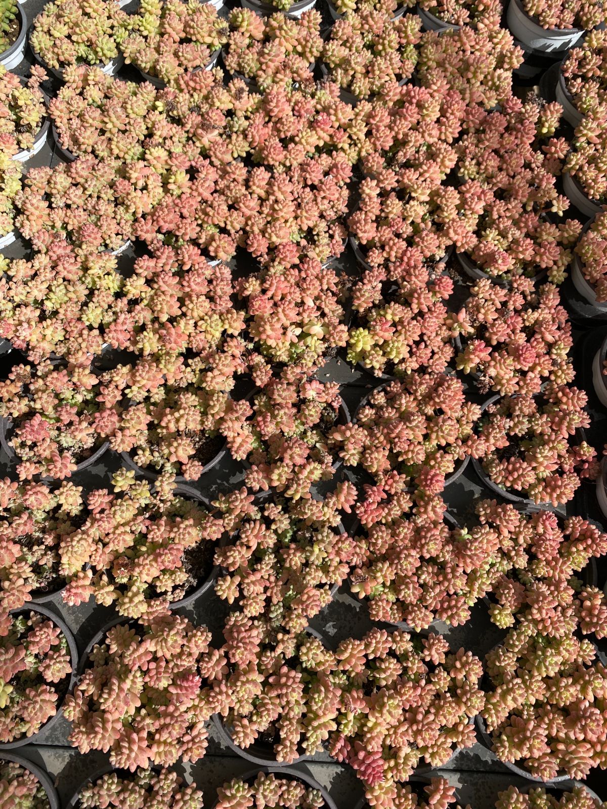 18株×ピンハナダンキン 多肉植物 エケベリア セダム アエオニウム グラプトペタルム 韓国苗 寄せ植え ZZ 14