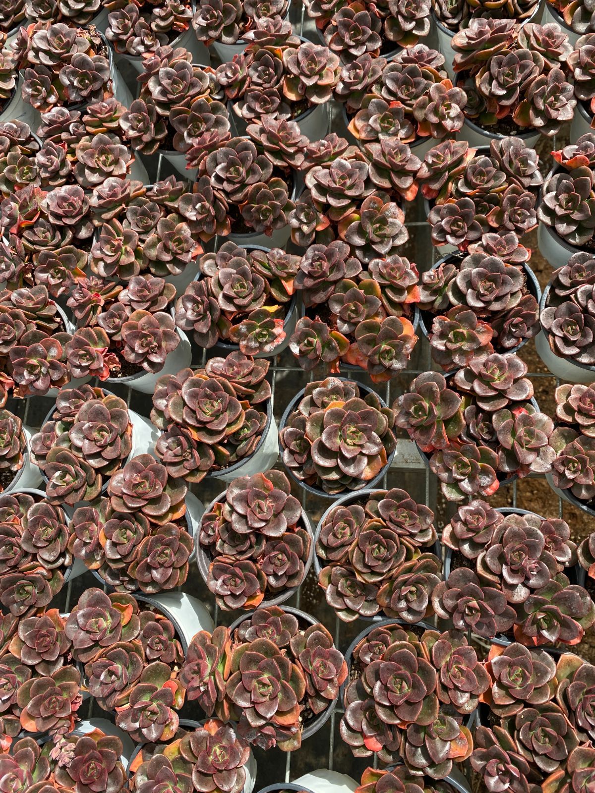 美品】Polo Ralph Lauren キッズグレー トレーナー 120㎝