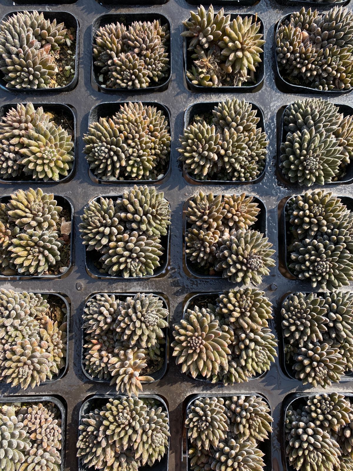 50株×デンセキレン 多肉植物 エケベリア セダム アエオニウム グラプトペタルム 韓国苗 寄せ植え ZZ 136