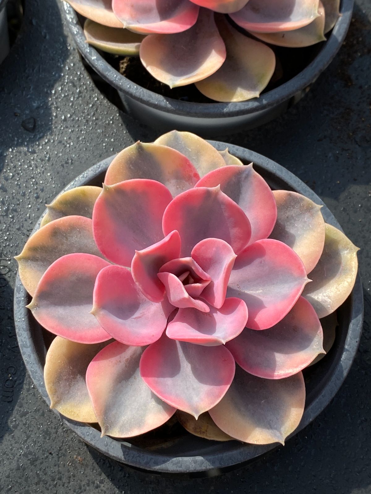 24株×シラクニシキ 多肉植物 エケベリア セダム アエオニウム グラプトペタルム 韓国苗 寄せ植え ZZ 151