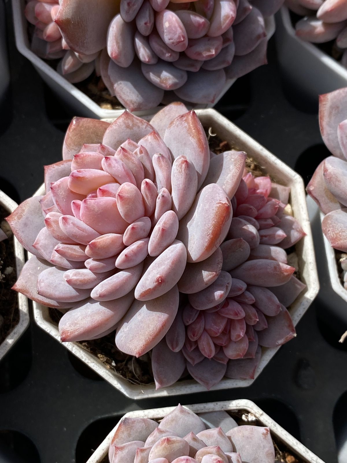 50株×スターオレンジ 多肉植物 エケベリア セダム アエオニウム グラプトペタルム 韓国苗 寄せ植え ZZ 149