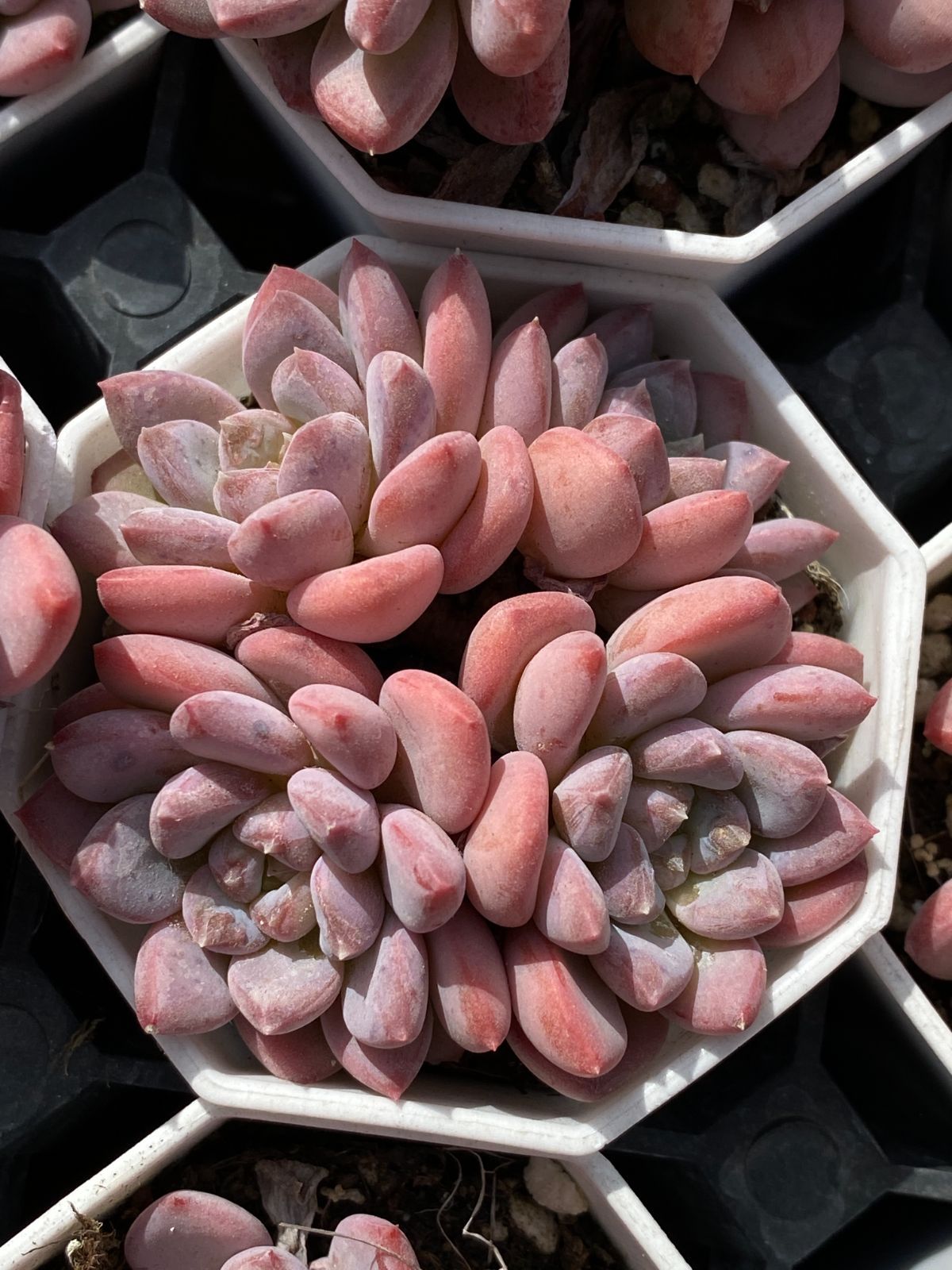 グラプトペタルム 韓国苗