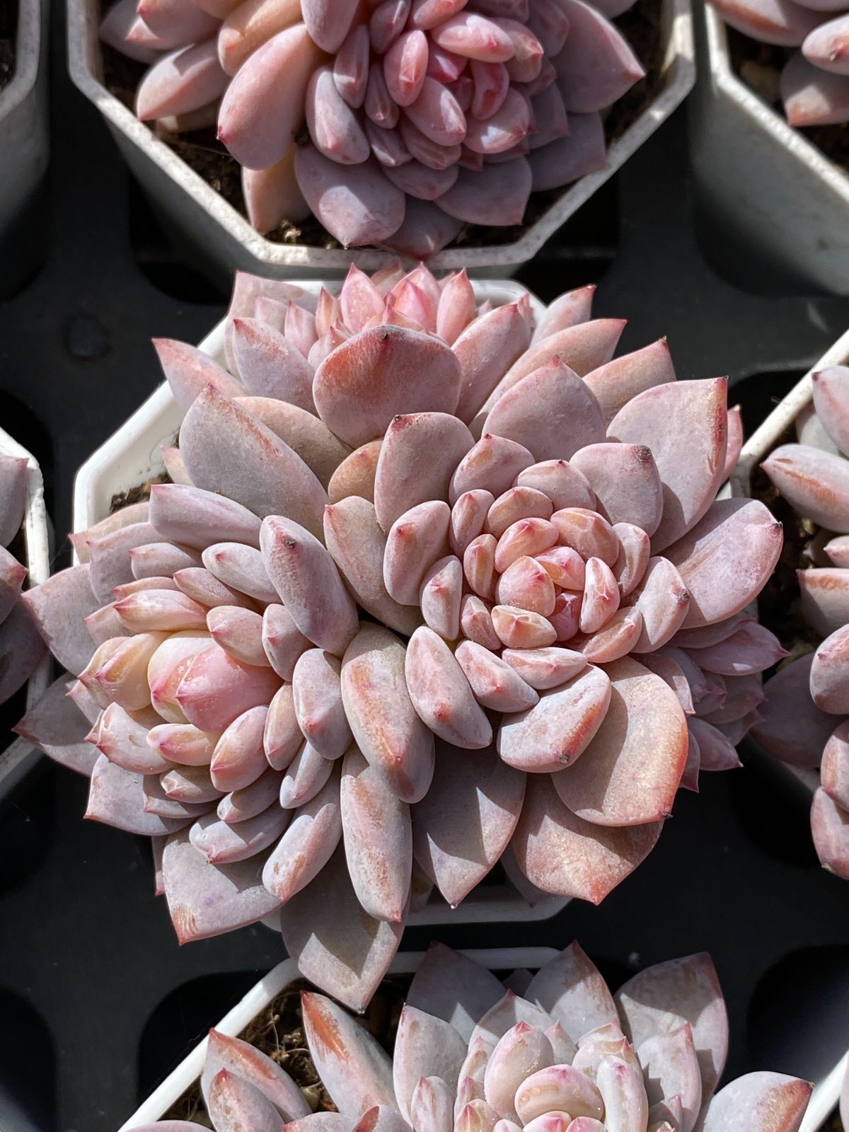 50株×スターオレンジ 多肉植物 エケベリア セダム アエオニウム グラプトペタルム 韓国苗 寄せ植え ZZ 149