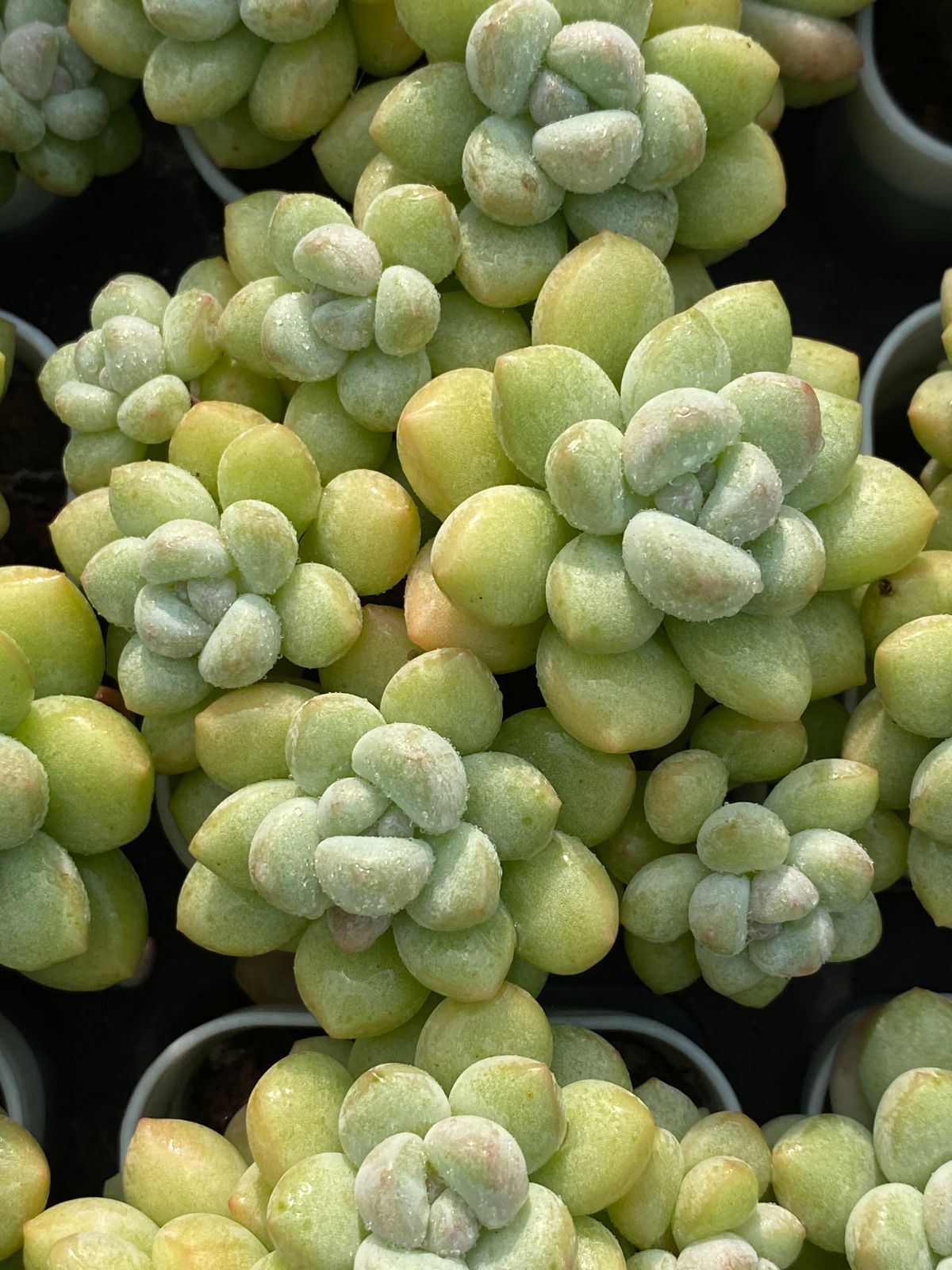 50株×バブルガム 多肉植物 エケベリア セダム アエオニウム グラプトペタルム 韓国苗 寄せ植え ZZ 150