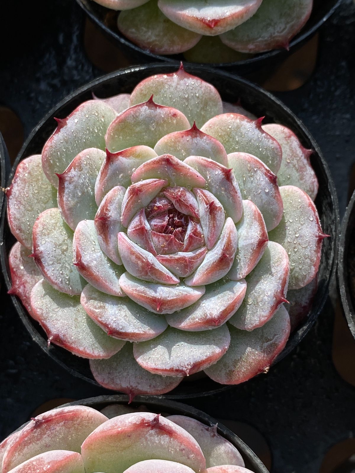 50株×ムラサキザクロ 多肉植物 エケベリア セダム アエオニウム グラプトペタルム 韓国苗 寄せ植え ZZ 157