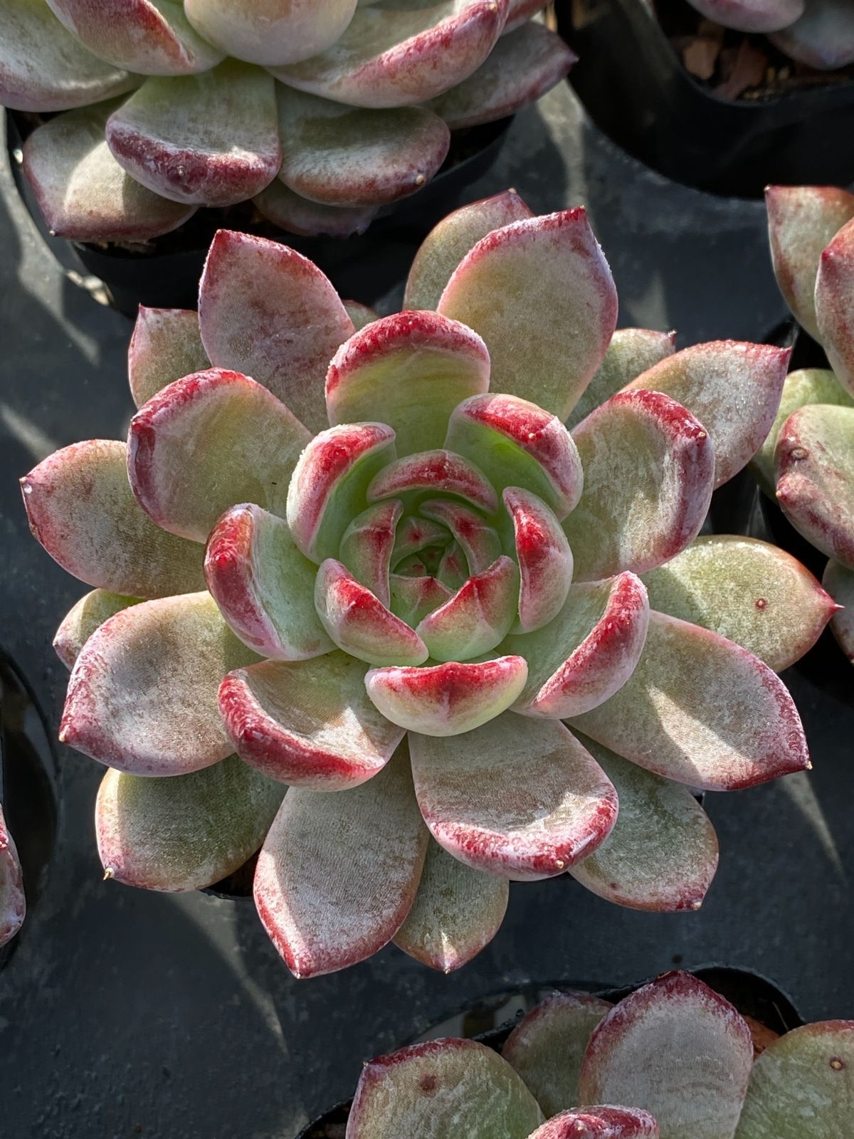 50株×ナイトメア 多肉植物 エケベリア セダム アエオニウム グラプトペタルム 韓国苗 寄せ植え ZZ 152