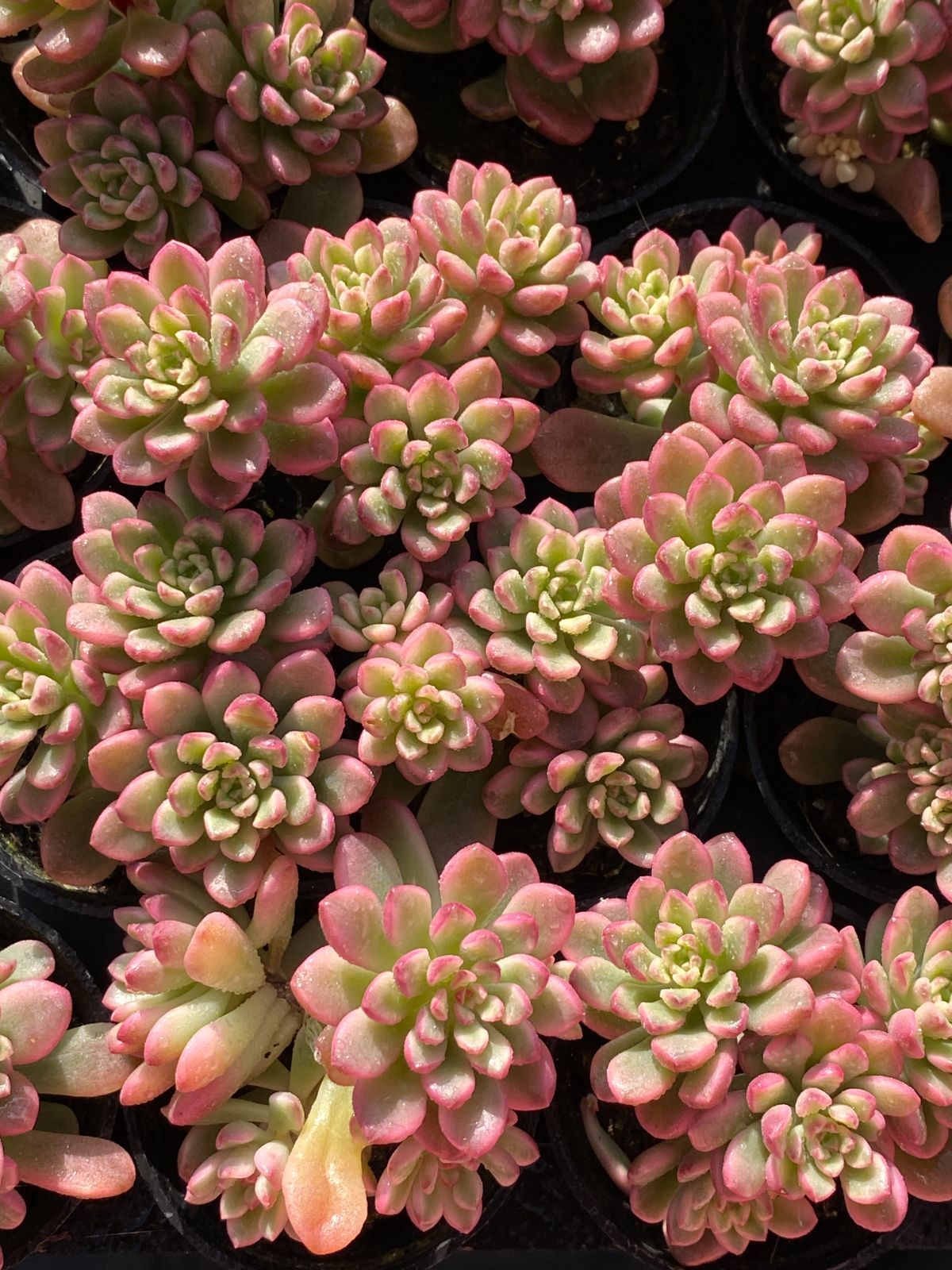 50株×タロックニシキ 多肉植物 エケベリア セダム アエオニウム グラプトペタルム 韓国苗 寄せ植え ZZ 145