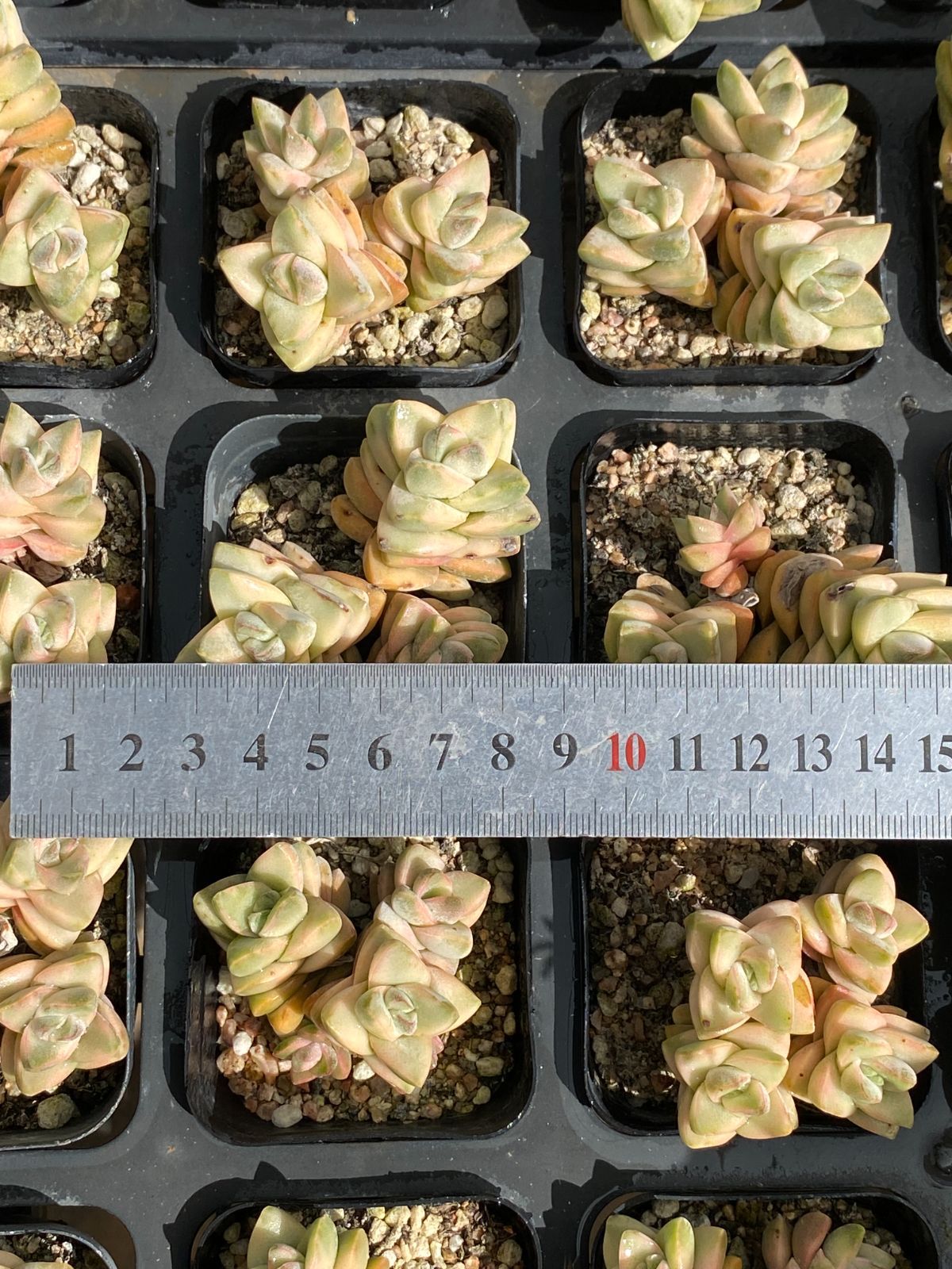 40株×キノカワニシキ 多肉植物