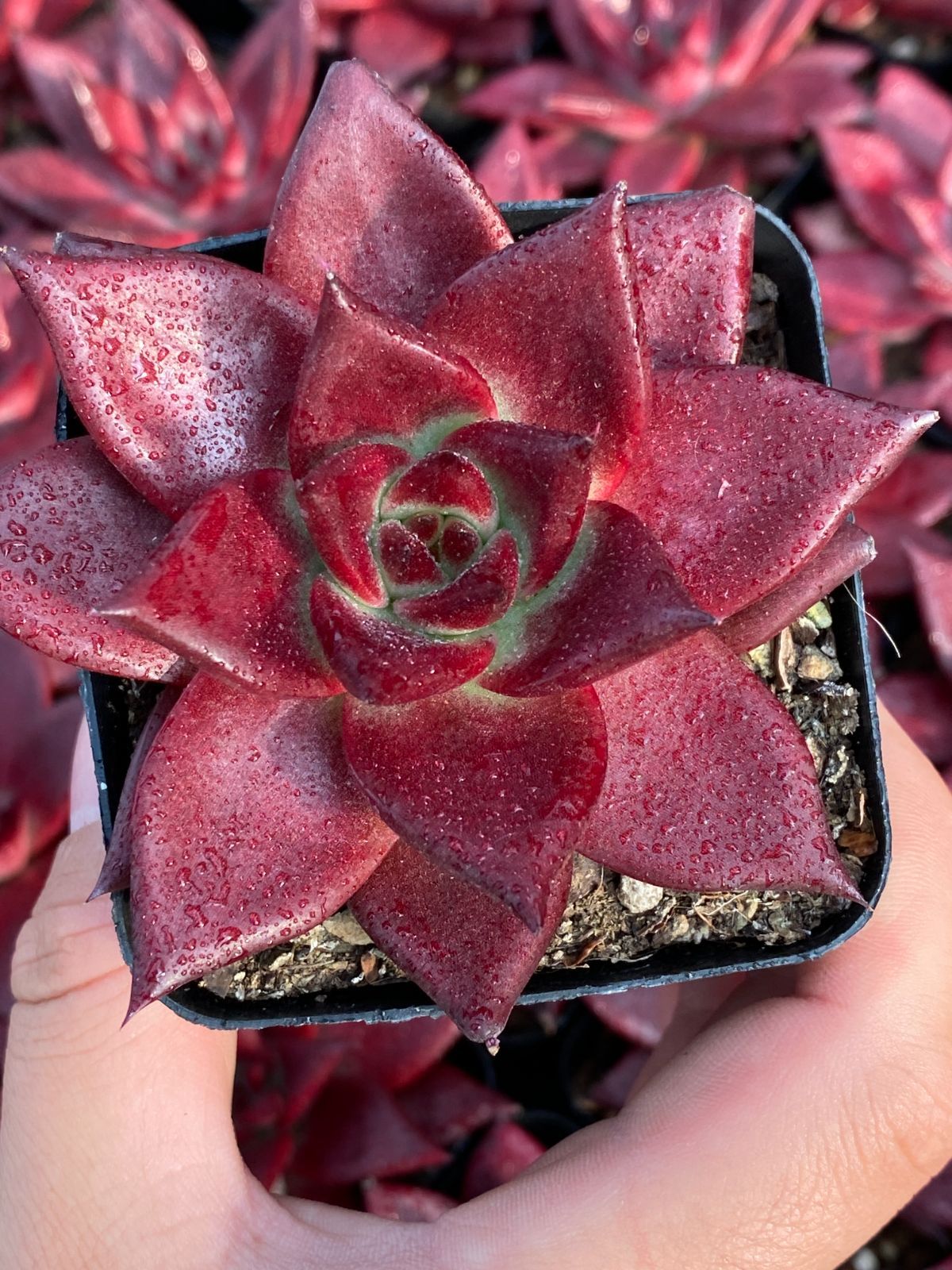 50株×レッドヒメカ 多肉植物 エケベリア セダム アエオニウム グラプトペタルム 韓国苗 寄せ植え ZZ 143