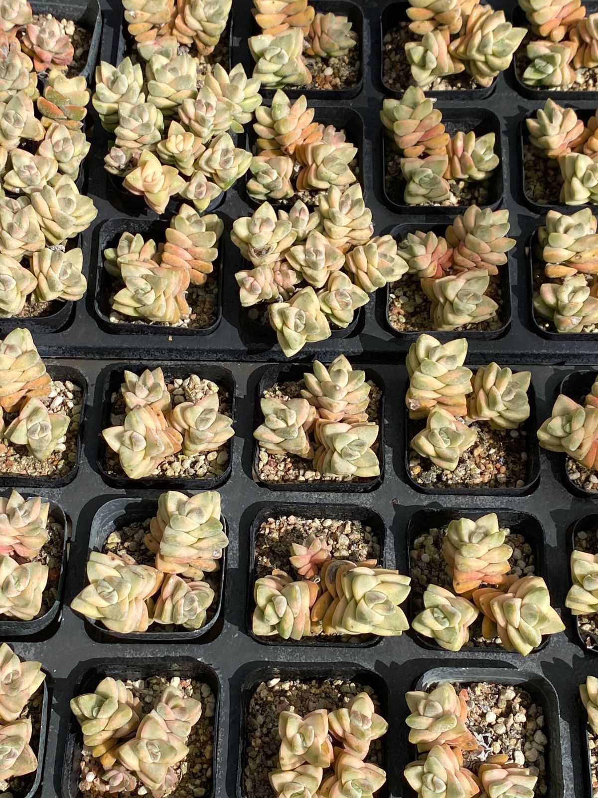 40株×キノカワニシキ 多肉植物 エケベリア セダム アエオニウム グラプトペタルム 韓国苗 寄せ植え ZZ 15