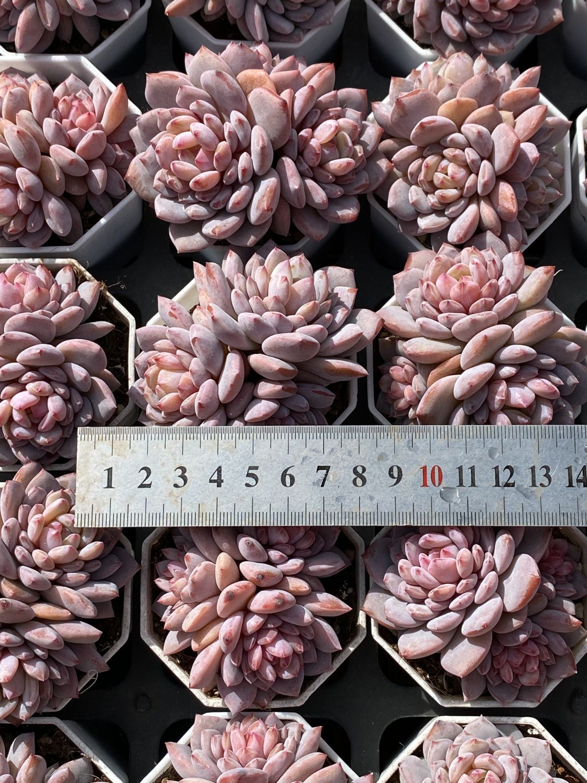 50株×スターオレンジ 多肉植物 エケベリア セダム アエオニウム グラプトペタルム 韓国苗 寄せ植え ZZ 149