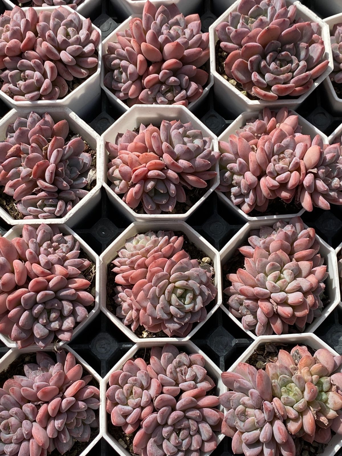 50株×ピンクジェニー 多肉植物 エケベリア セダム アエオニウム グラプトペタルム 韓国苗 寄せ植え ZZ 148 鉢土セット 結婚祝い