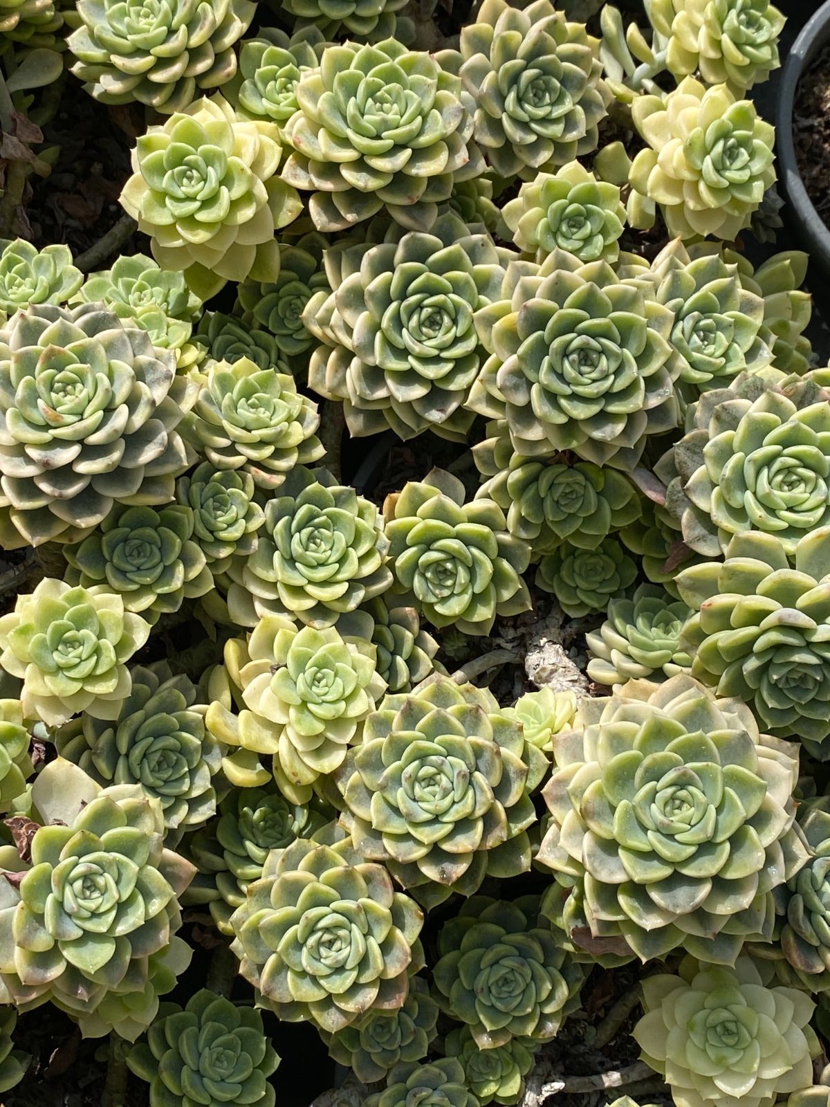 18株×ティンカーベルニシキ 多肉植物 エケベリア セダム アエオニウム グラプトペタルム 韓国苗 寄せ植え ZZ 158