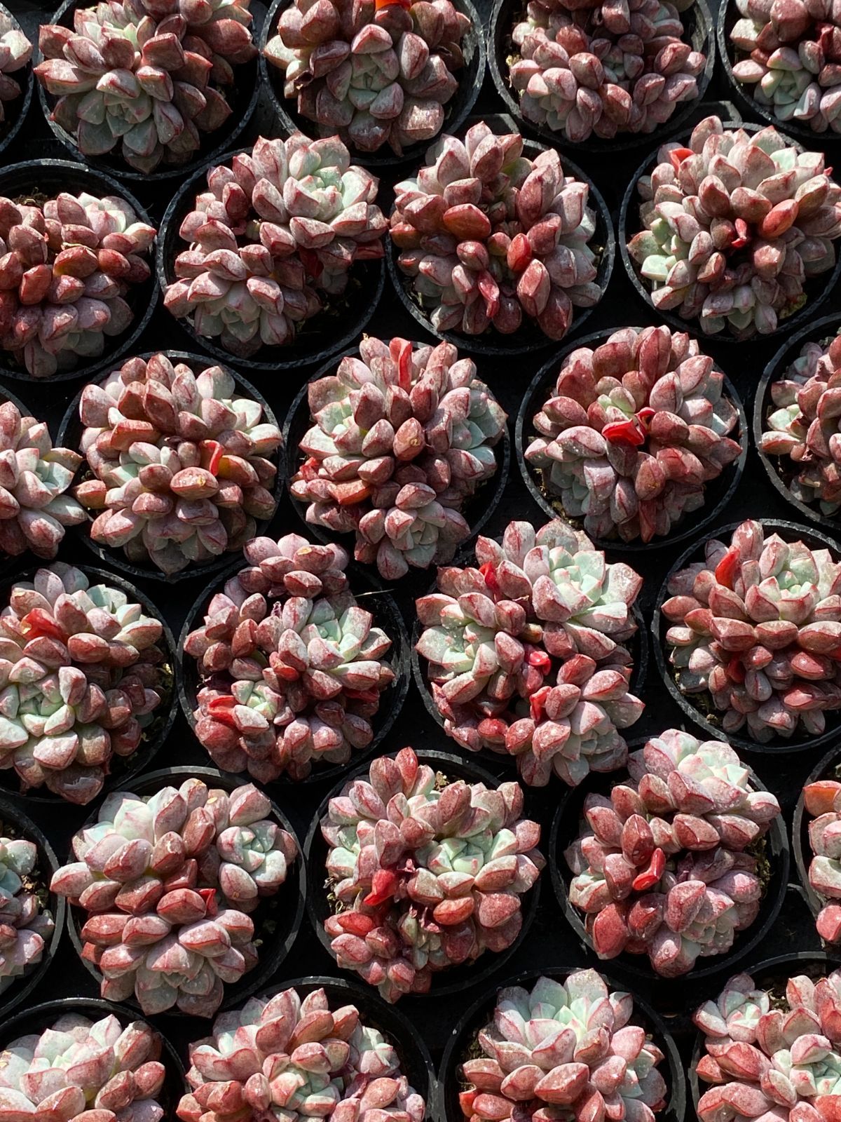 50株×サファイア 多肉植物 エケベリア セダム アエオニウム グラプトペタルム 韓国苗 寄せ植え ZZ 144