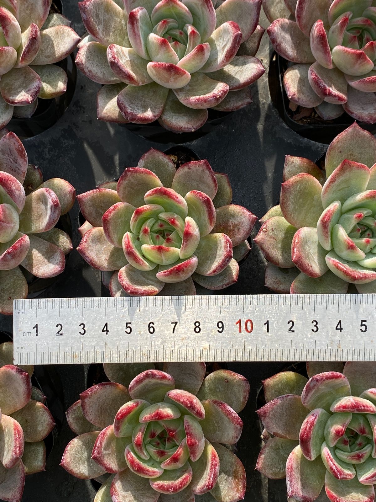 50株×ナイトメア 多肉植物 エケベリア セダム アエオニウム グラプトペタルム 韓国苗 寄せ植え ZZ 152