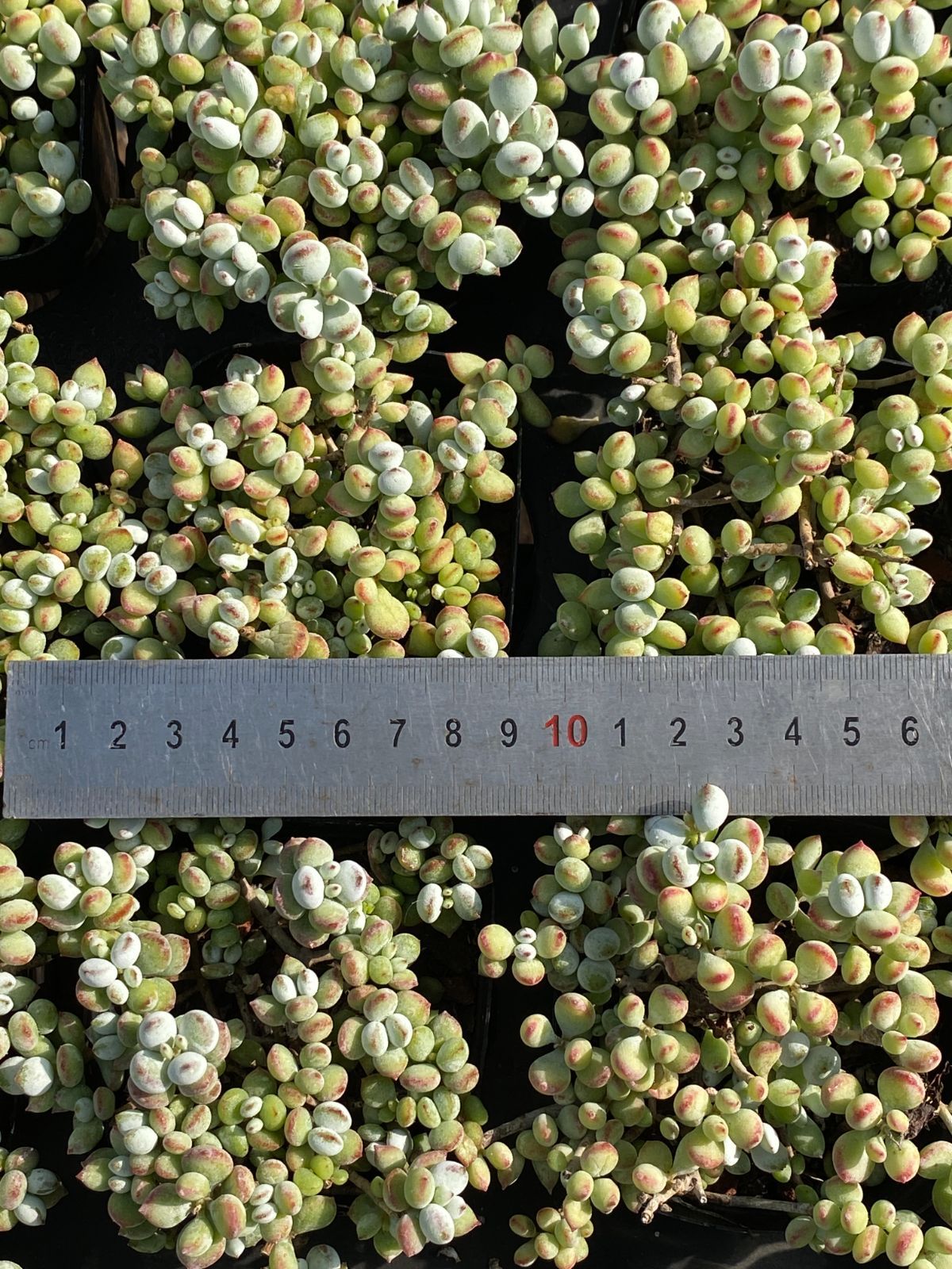 50株×ダルマフクムスメ 多肉植物 エケベリア セダム アエオニウム グラプトペタルム 韓国苗 寄せ植え ZZ 154