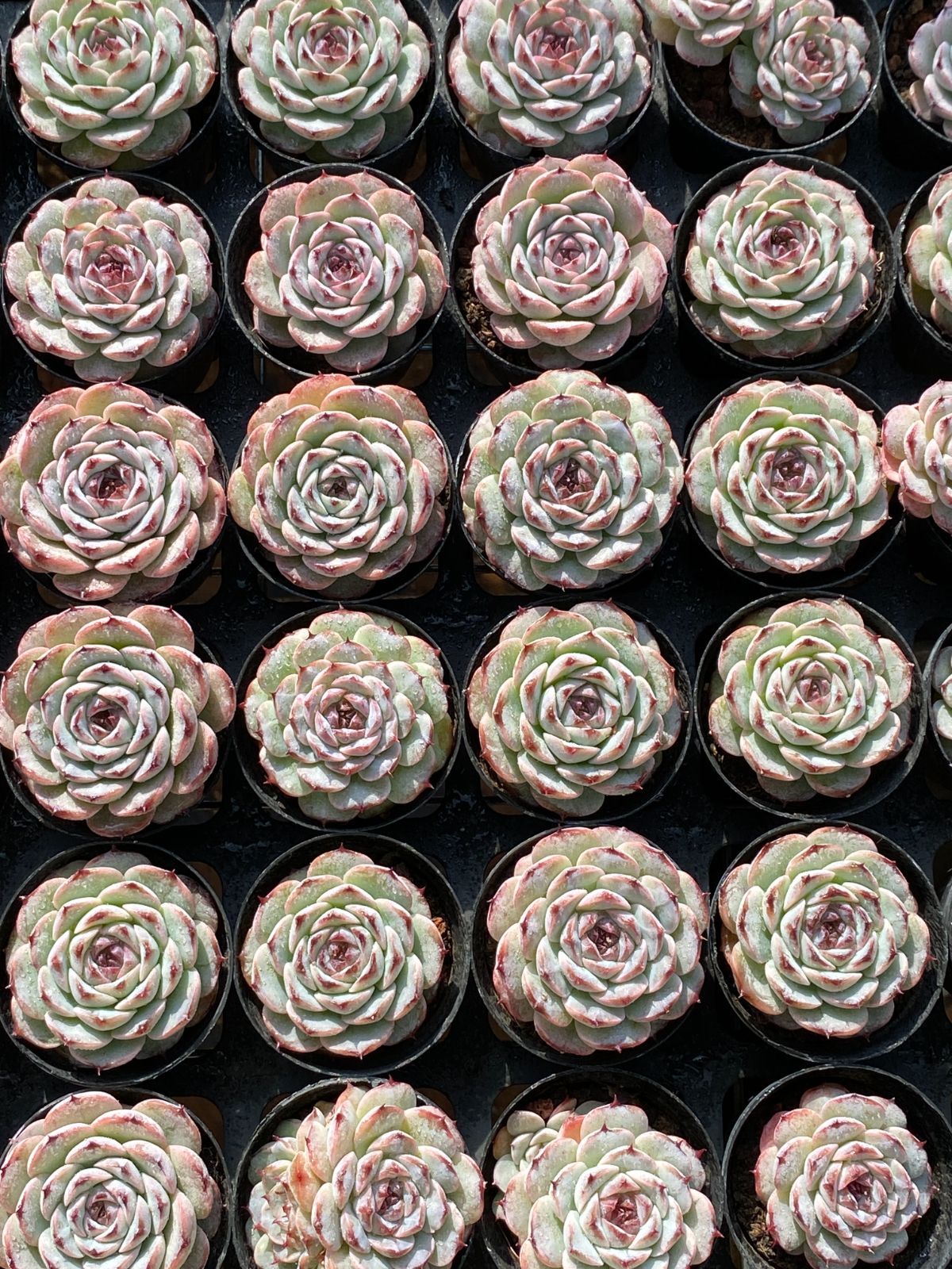 50株×ムラサキザクロ 多肉植物 エケベリア セダム アエオニウム グラプトペタルム 韓国苗 寄せ植え ZZ 157