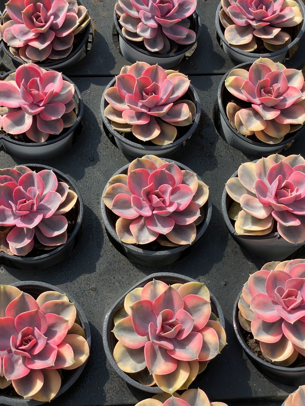 24株×シラクニシキ 多肉植物 エケベリア セダム アエオニウム グラプトペタルム 韓国苗 寄せ植え ZZ 151