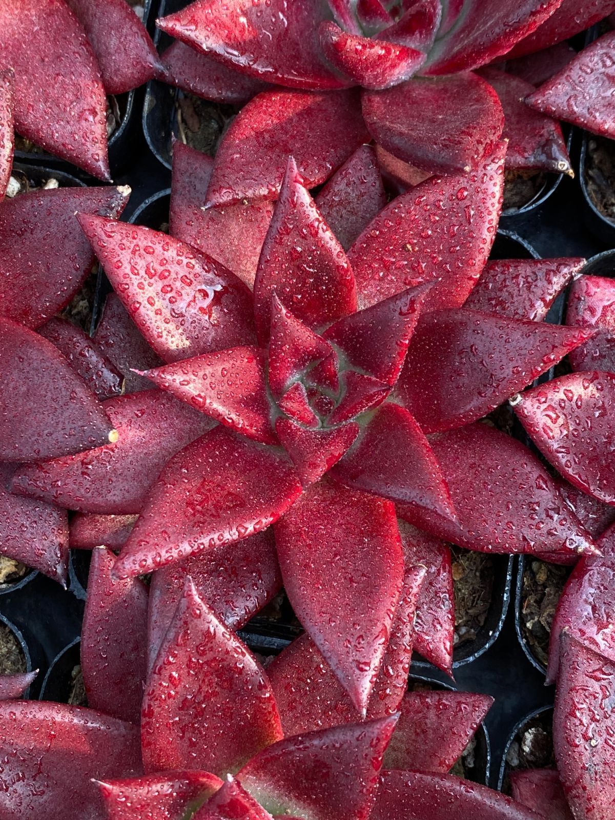 50株×レッドヒメカ 多肉植物 エケベリア セダム アエオニウム グラプトペタルム 韓国苗 寄せ植え ZZ 143