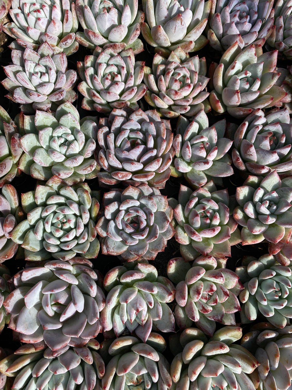 50株×ノカ 多肉植物 エケベリア セダム アエオニウム グラプトペタルム 韓国苗 寄せ植え ZZ 155