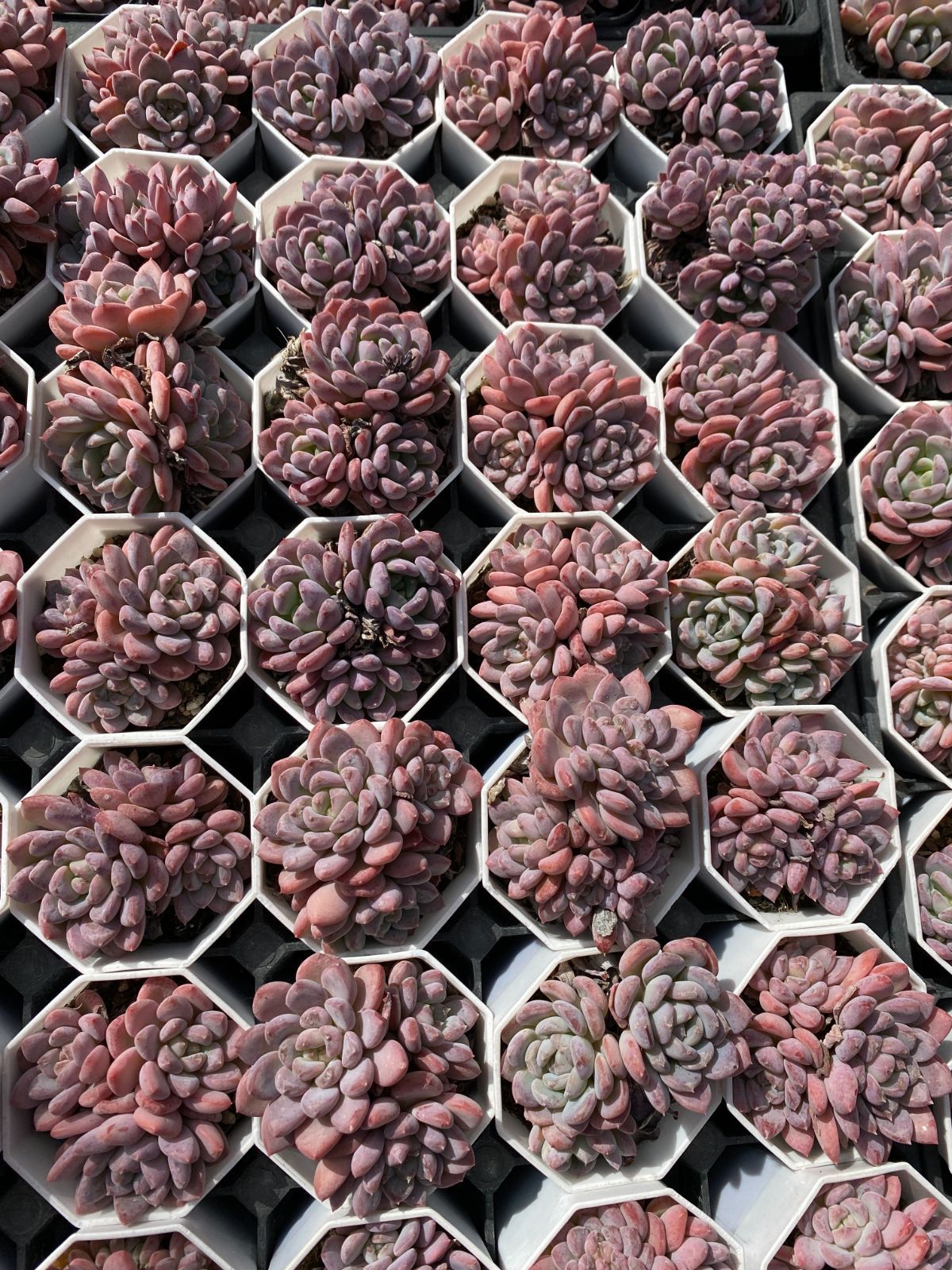 50株 ピンクジェニー 多肉植物 エケベリア セダム アエオニウム グラプトペタルム 韓国苗 寄せ植え ZZ 148