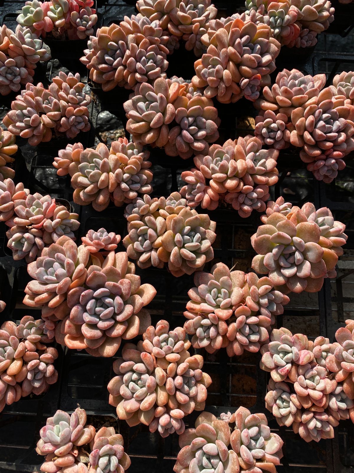 50株×ハクシロ 多肉植物 エケベリア セダム アエオニウム グラプトペタルム 韓国苗 寄せ植え ZZ 147