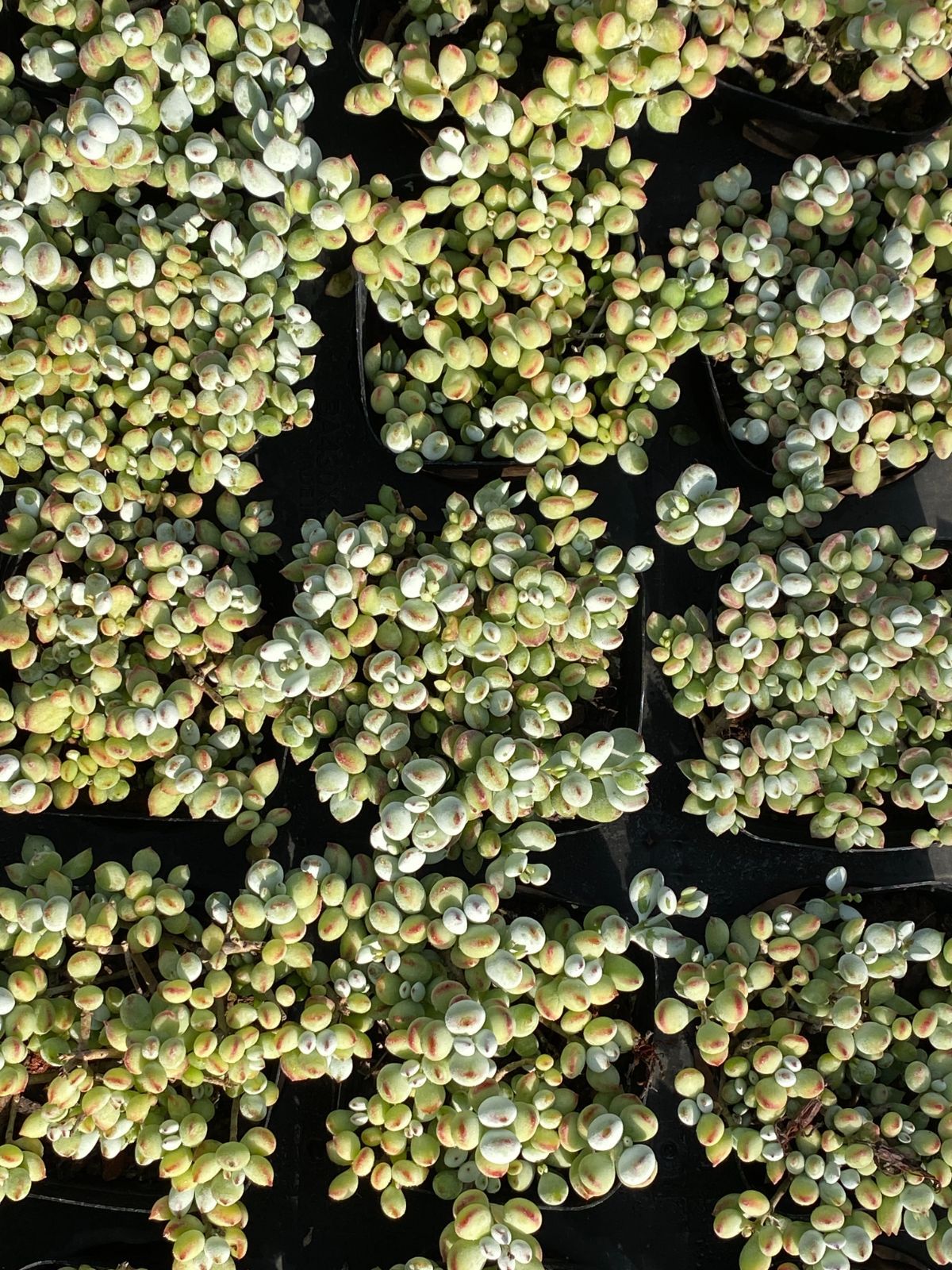 50株 ダルマフクムスメ 多肉植物 エケベリア セダム アエオニウム グラプトペタルム 韓国苗 寄せ植え ZZ 154