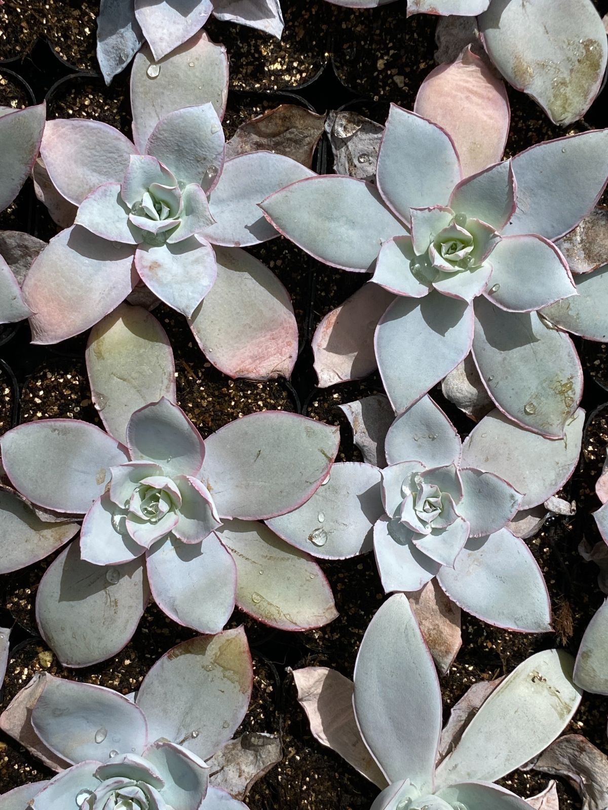 32株×コウカンキュウ 多肉植物 エケベリア セダム アエオニウム グラプトペタルム 韓国苗 寄せ植え ZZ 2