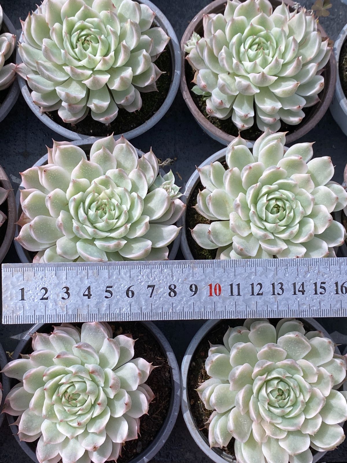 18株×マーガレットニシキ 多肉植物 エケベリア セダム アエオニウム グラプトペタルム 韓国苗 寄せ植え ZZ 178