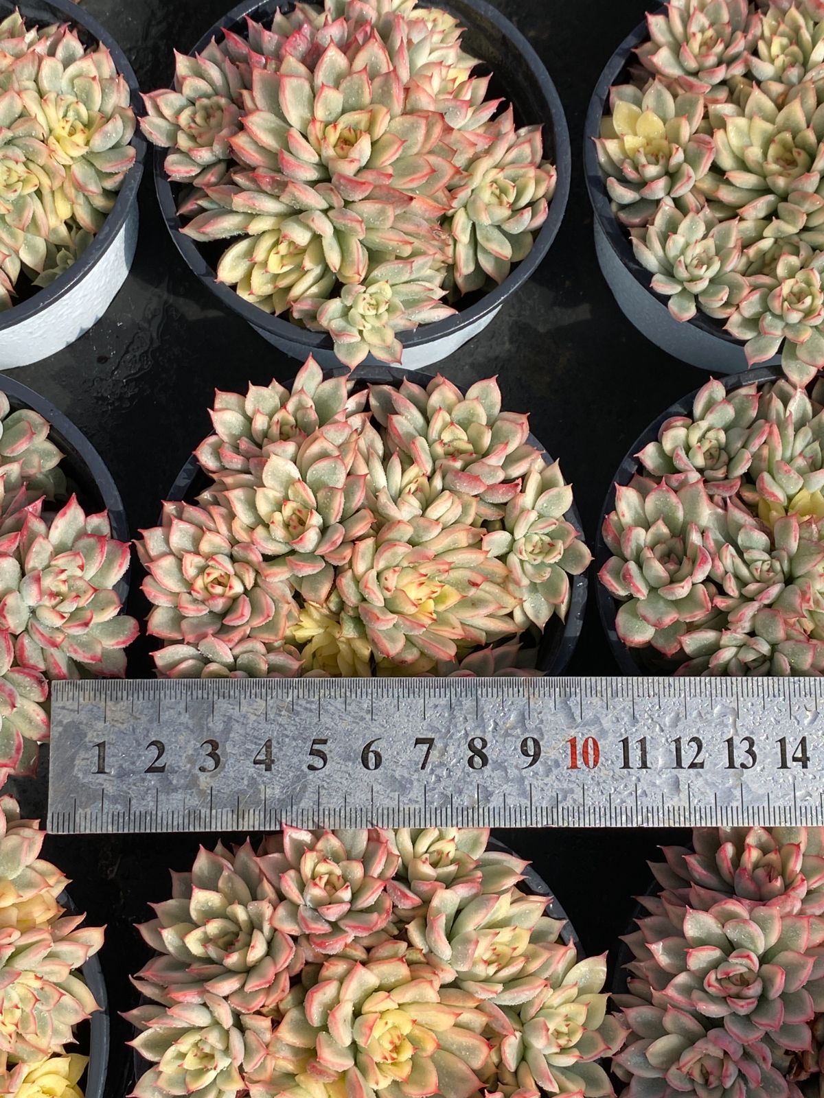 18株×メヒナニシキ 多肉植物 エケベリア セダム アエオニウム グラプトペタルム 韓国苗 寄せ植え ZZ 186