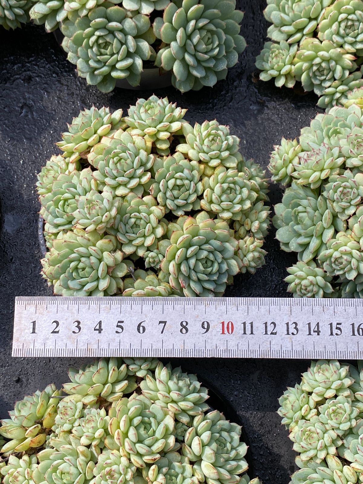 15株×ショウコウセン 多肉植物 エケベリア セダム アエオニウム グラプトペタルム 韓国苗 寄せ植え ZZ 181