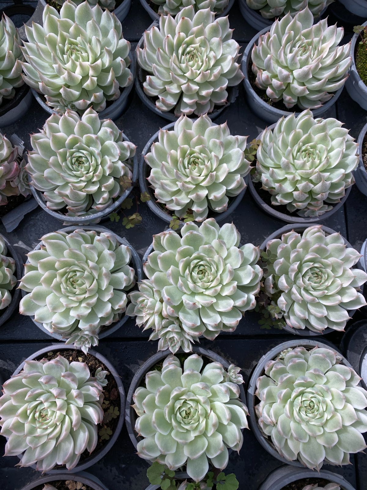 18株×マーガレットニシキ 多肉植物 エケベリア セダム アエオニウム グラプトペタルム 韓国苗 寄せ植え ZZ 178