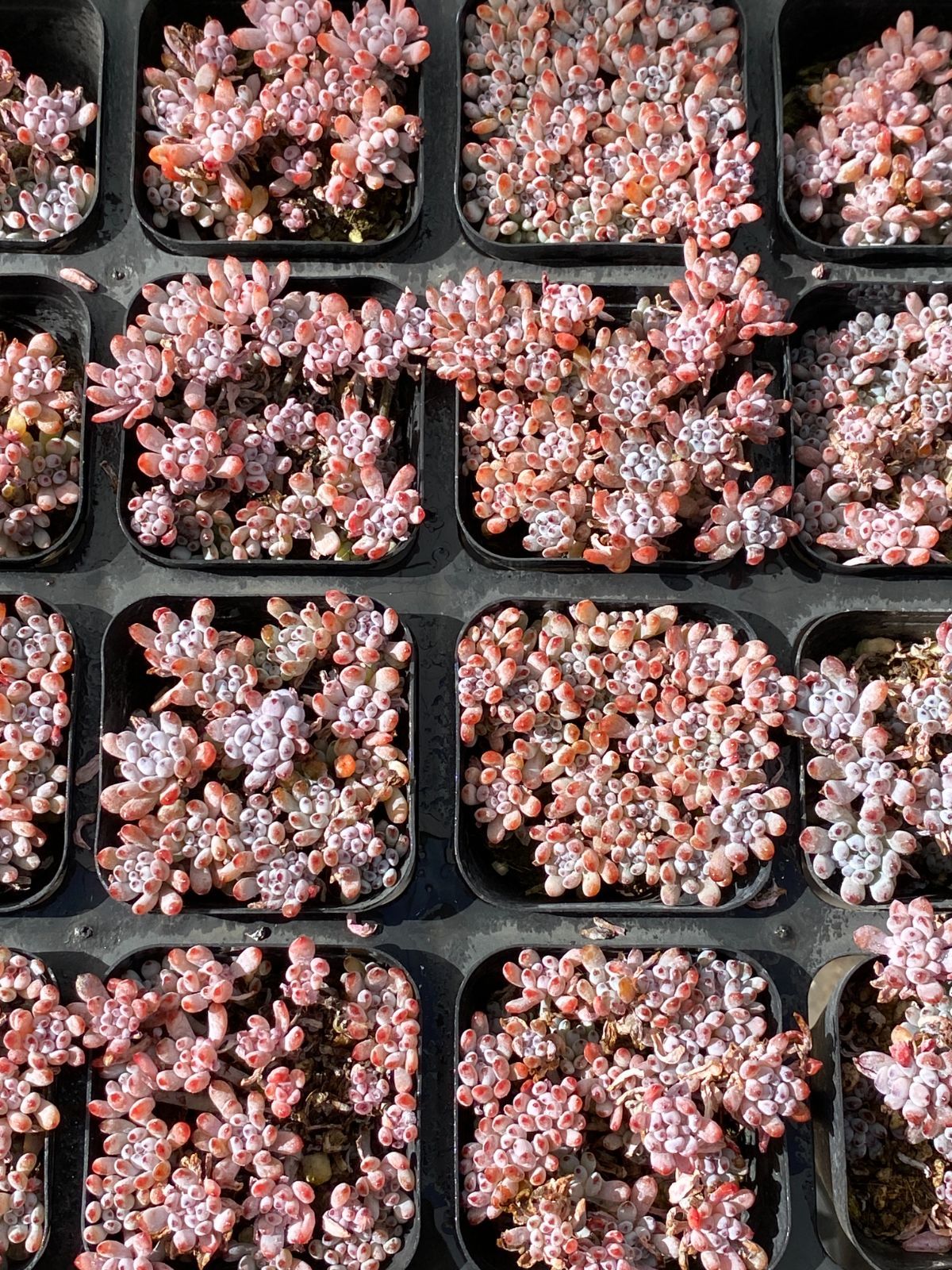 50株×ブルービーン 多肉植物 エケベリア セダム アエオニウム グラプトペタルム 韓国苗 寄せ植え ZZ 18