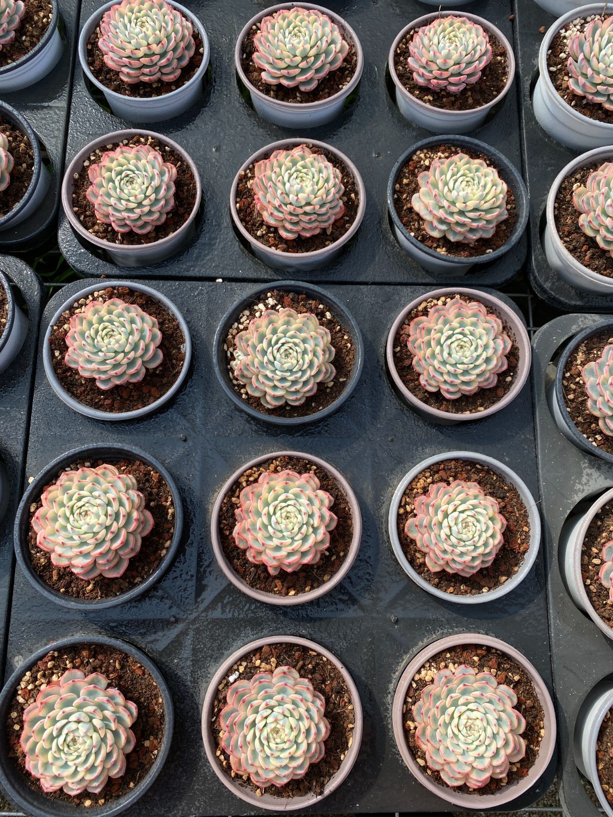 24株 ピンブルーヒメレン 多肉植物 エケベリア セダム アエオニウム グラプトペタルム 韓国苗 寄せ植え ZZ 184